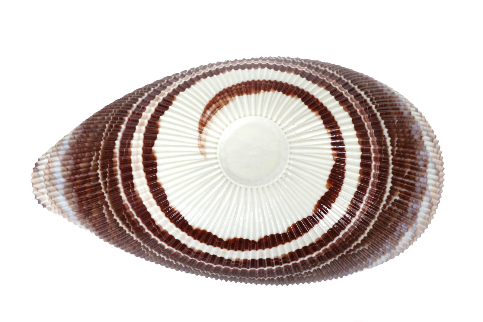 Large Yalos Murano Shell Ivory and Brown Glass Bowl - Folded Glass Centerpiece - 15