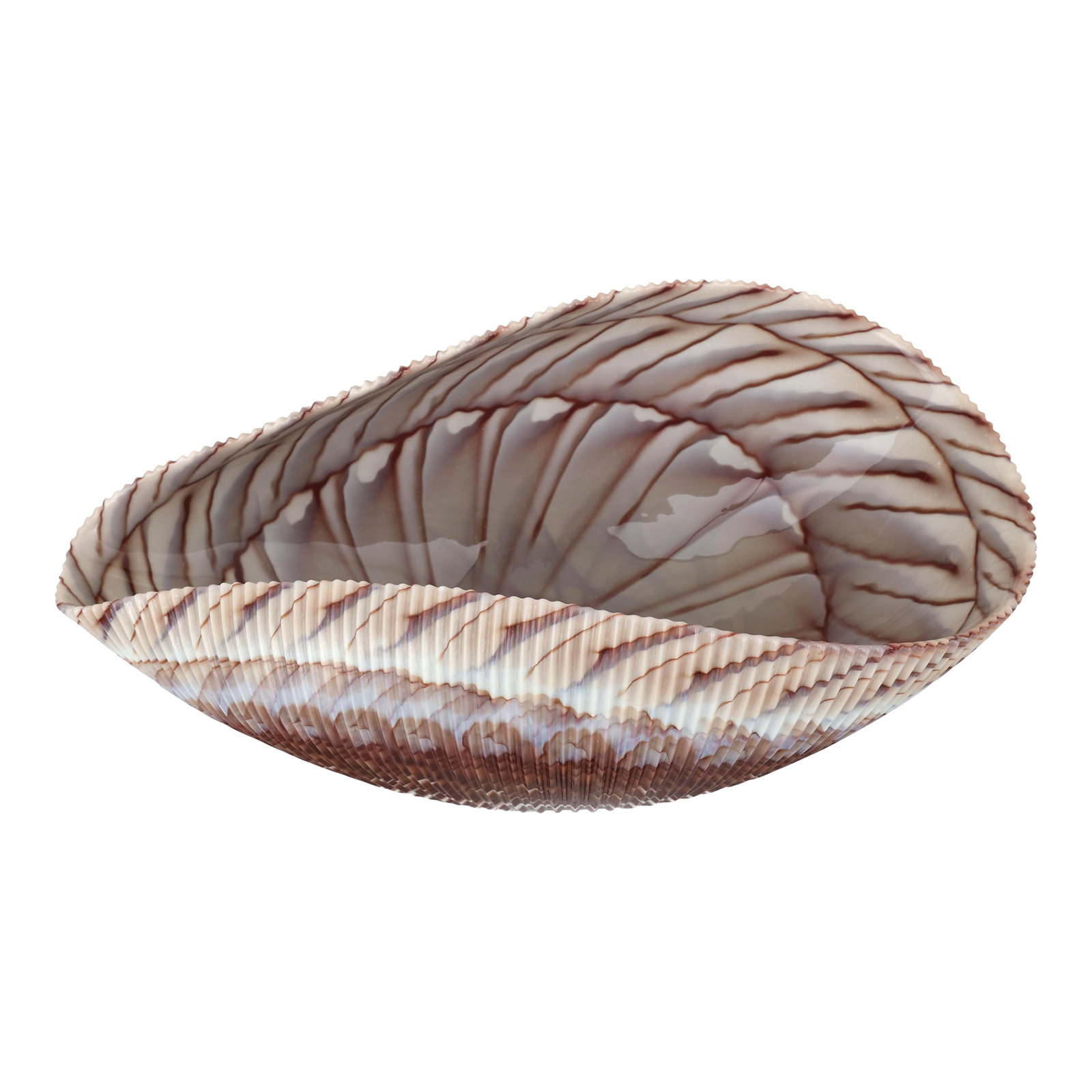 Large Yalos Murano Shell Ivory and Brown Glass Bowl - Folded Glass Centerpiece: This striking Murano art glass bowl by Yalos Murano features a sculptural, organic shell form with a gracefully asymmetrical oval silhouette. The exterior is finished in a rich espresso-brown tone wit