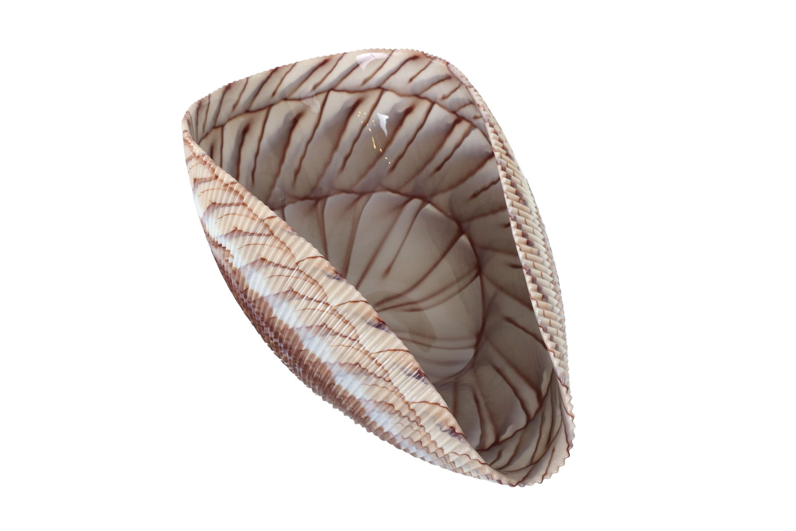 Large Yalos Murano Shell Ivory and Brown Glass Bowl - Folded Glass Centerpiece - 5