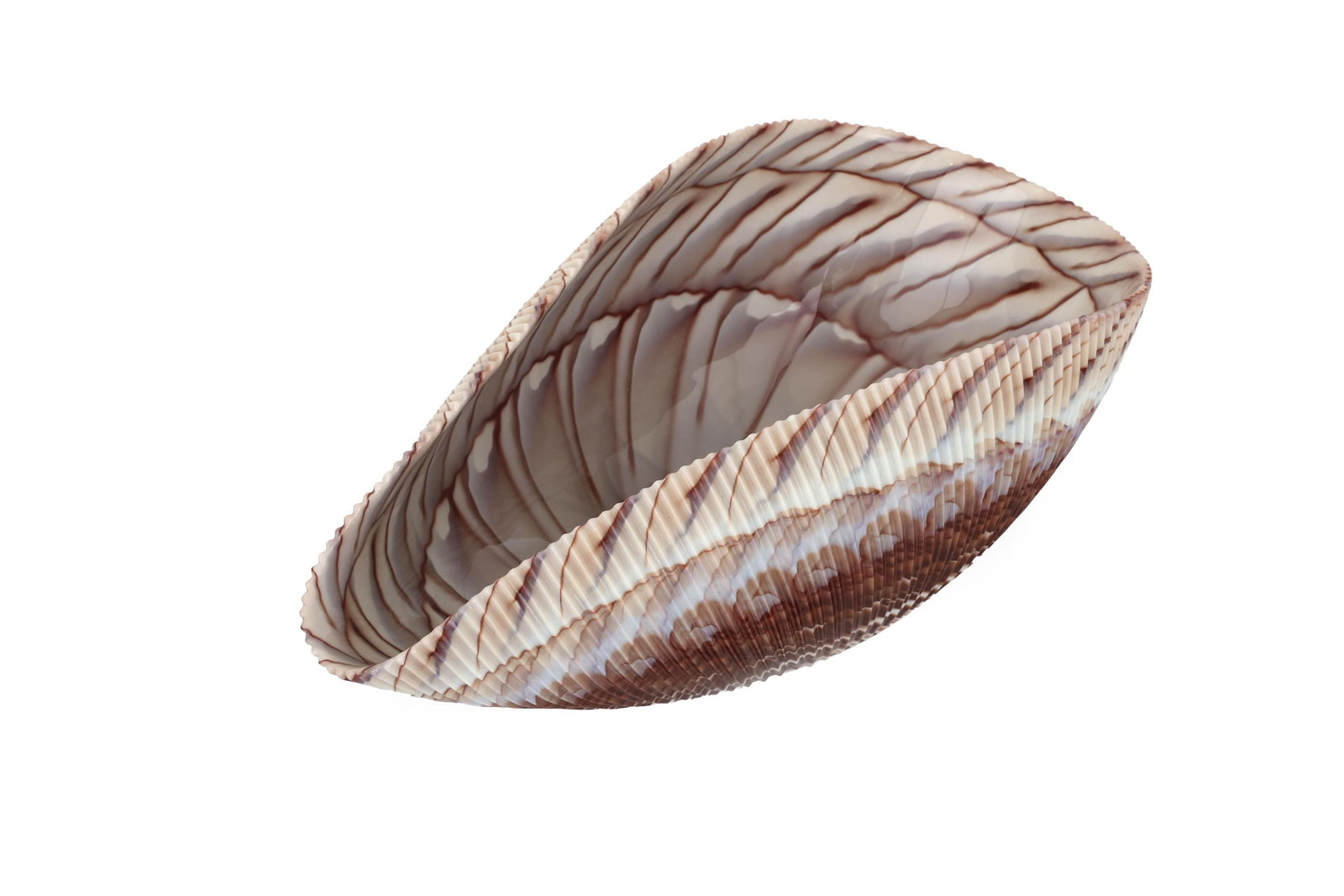 Large Yalos Murano Shell Ivory and Brown Glass Bowl - Folded Glass Centerpiece - 7