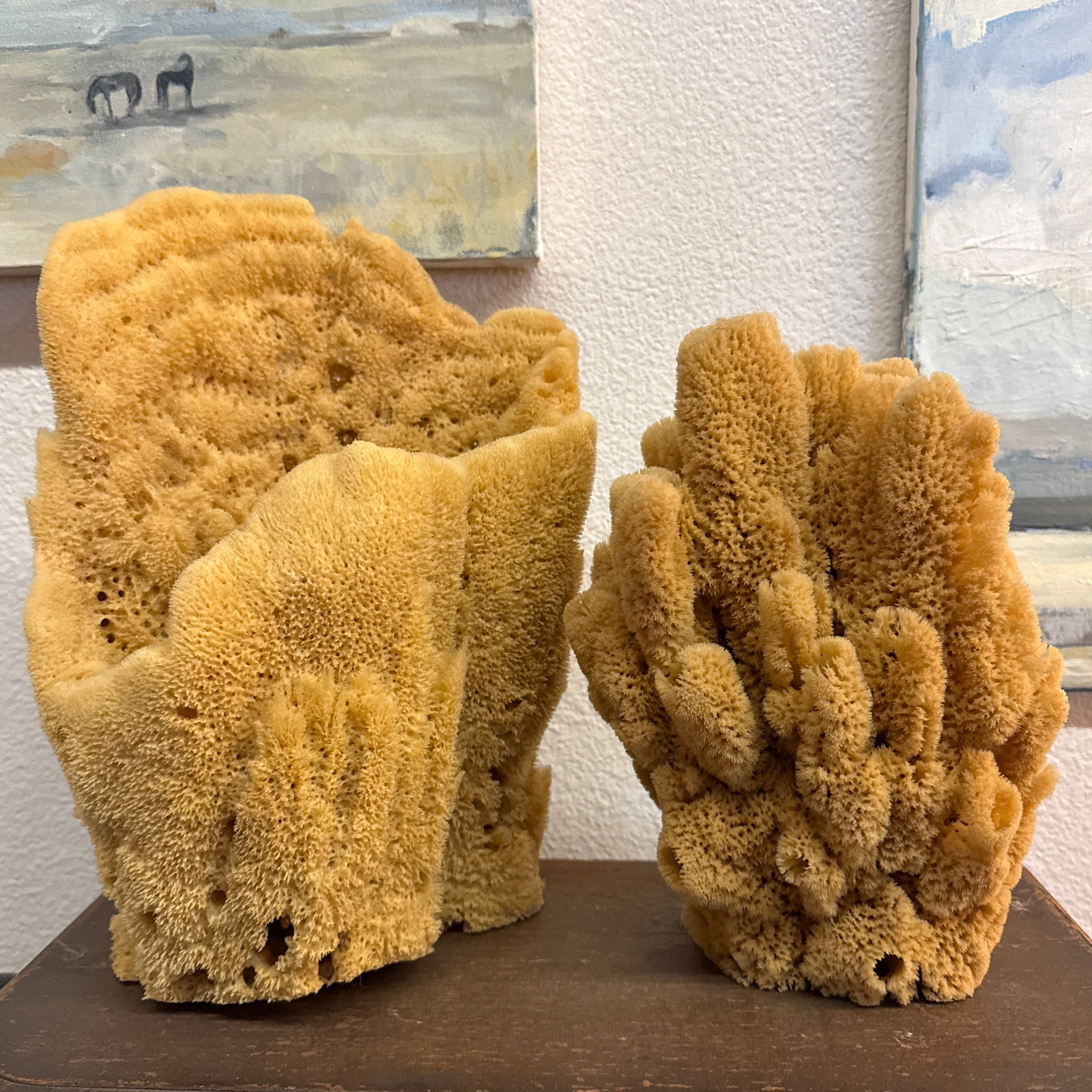 Pair of Incredible Natural Sea Sponge Specimens - 2