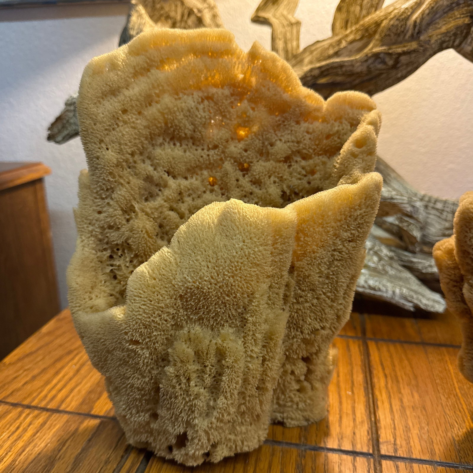 Pair of Incredible Natural Sea Sponge Specimens - 3