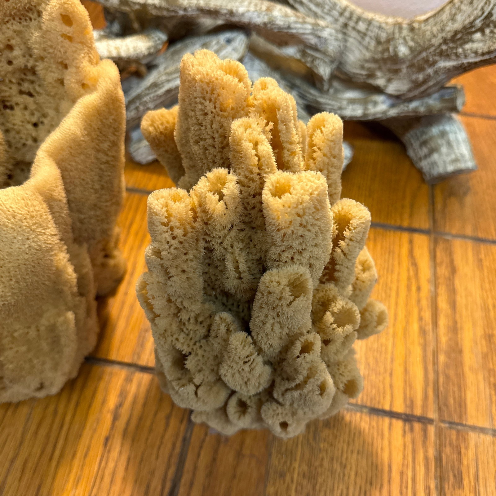 Pair of Incredible Natural Sea Sponge Specimens - 4