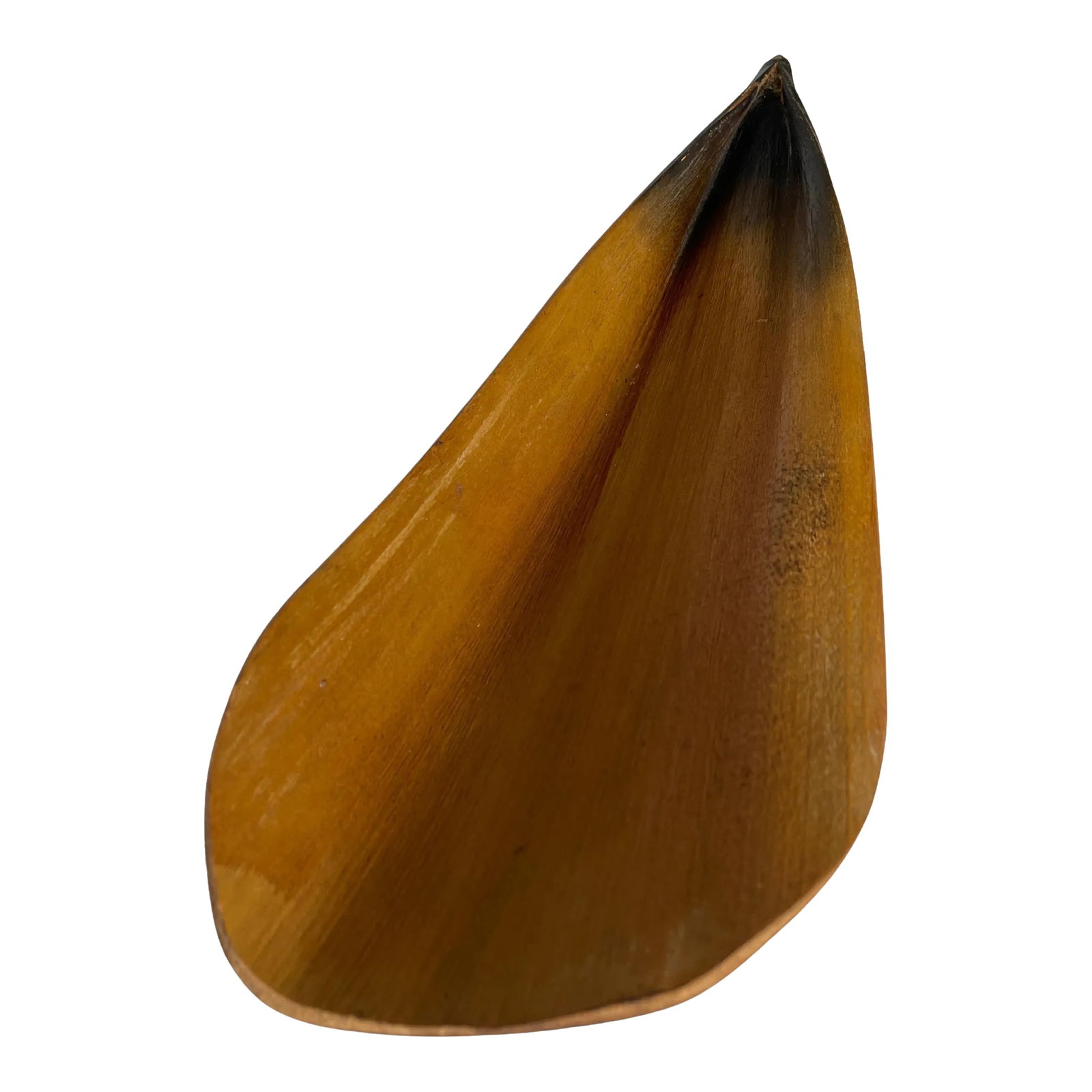 1950s Natural Florida Palm Leaf Centrepiece Tray: Natural Florida long palm leaf centrepiece tray with two balancing round wood ball legs Tray was crafted by drying and molding the leaf to the curved shape, perfect for display on a table or shelf.