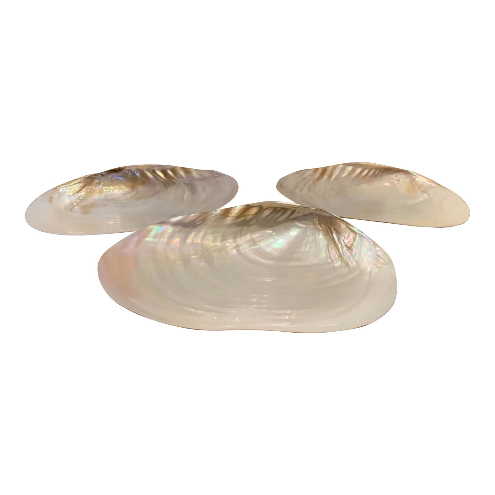 1980s Shell Appetizer Dishes- Set of 3: Vintage Shell Appetizer Dishes, Set of 3 Condition: Alterations: Original Condition Unaltered Imperfections: Some Imperfections Condition Notes: Like new condition Materials & Techniques: Shell