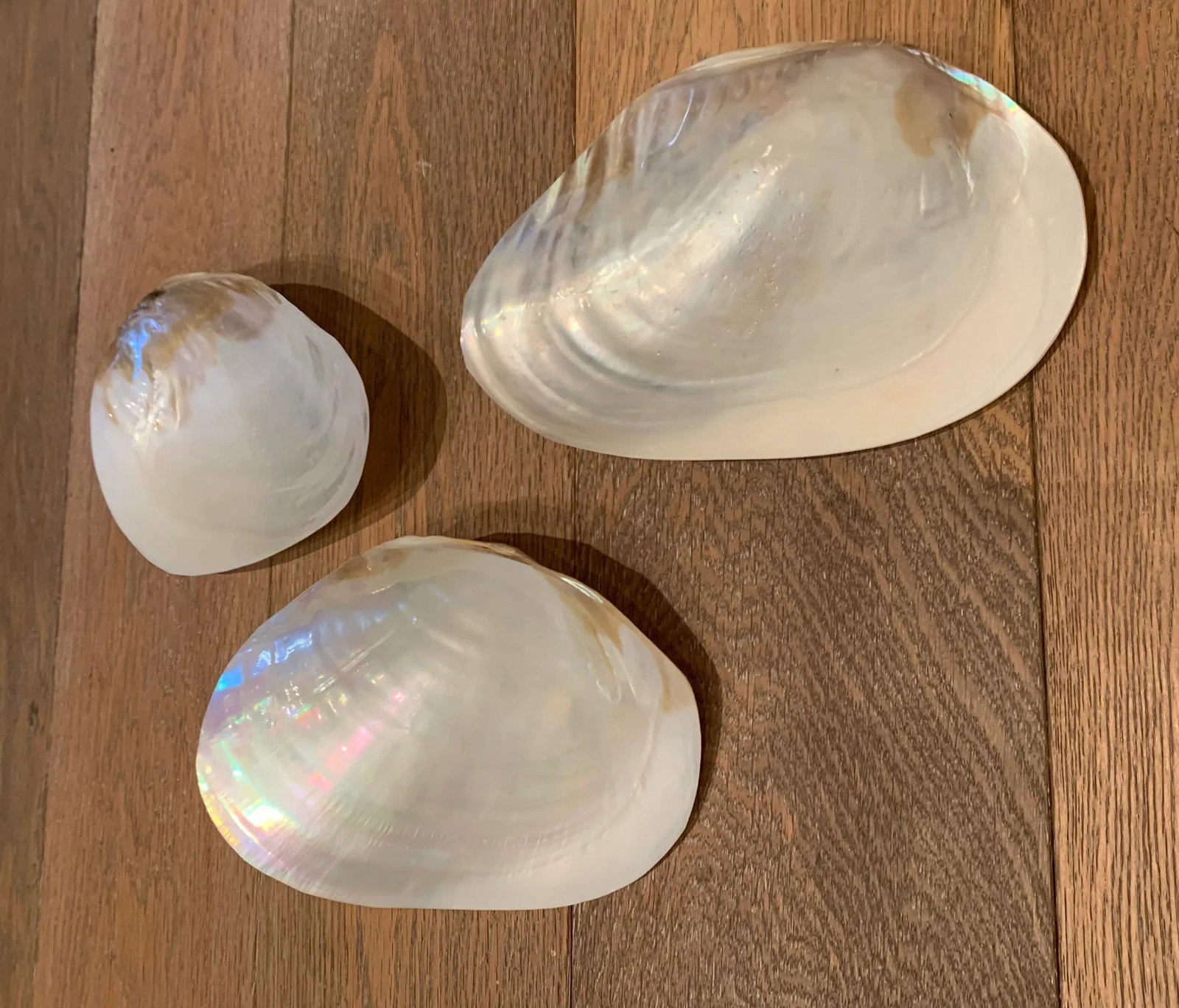 1980s Shell Appetizer Dishes- Set of 3 - 2