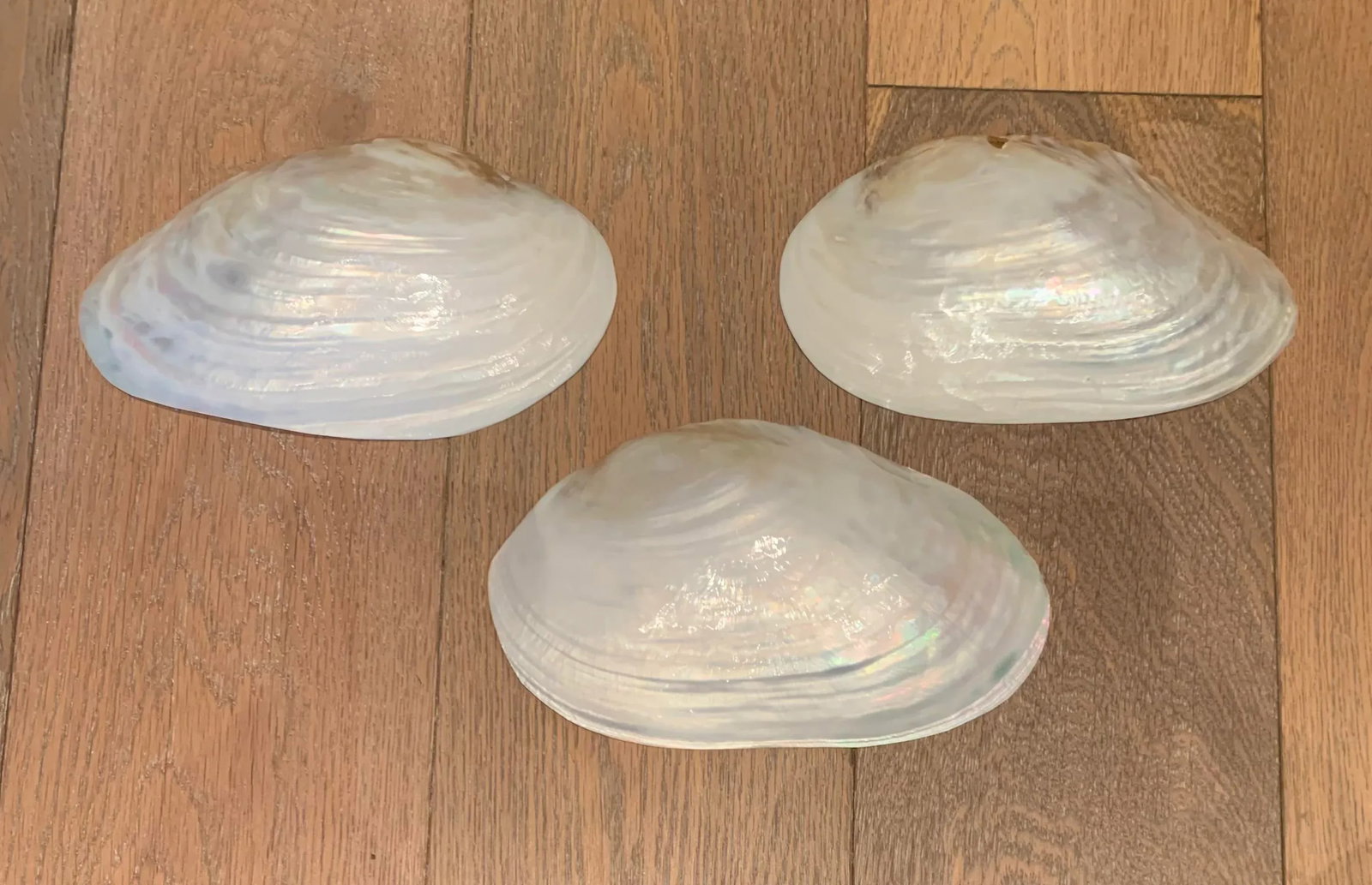 1980s Shell Appetizer Dishes- Set of 3 - 3