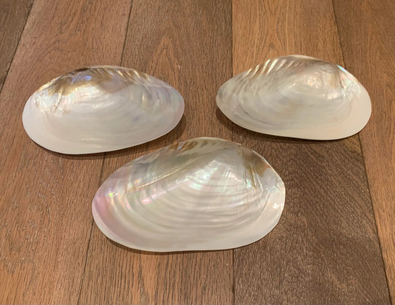 1980s Shell Appetizer Dishes- Set of 3 - 4