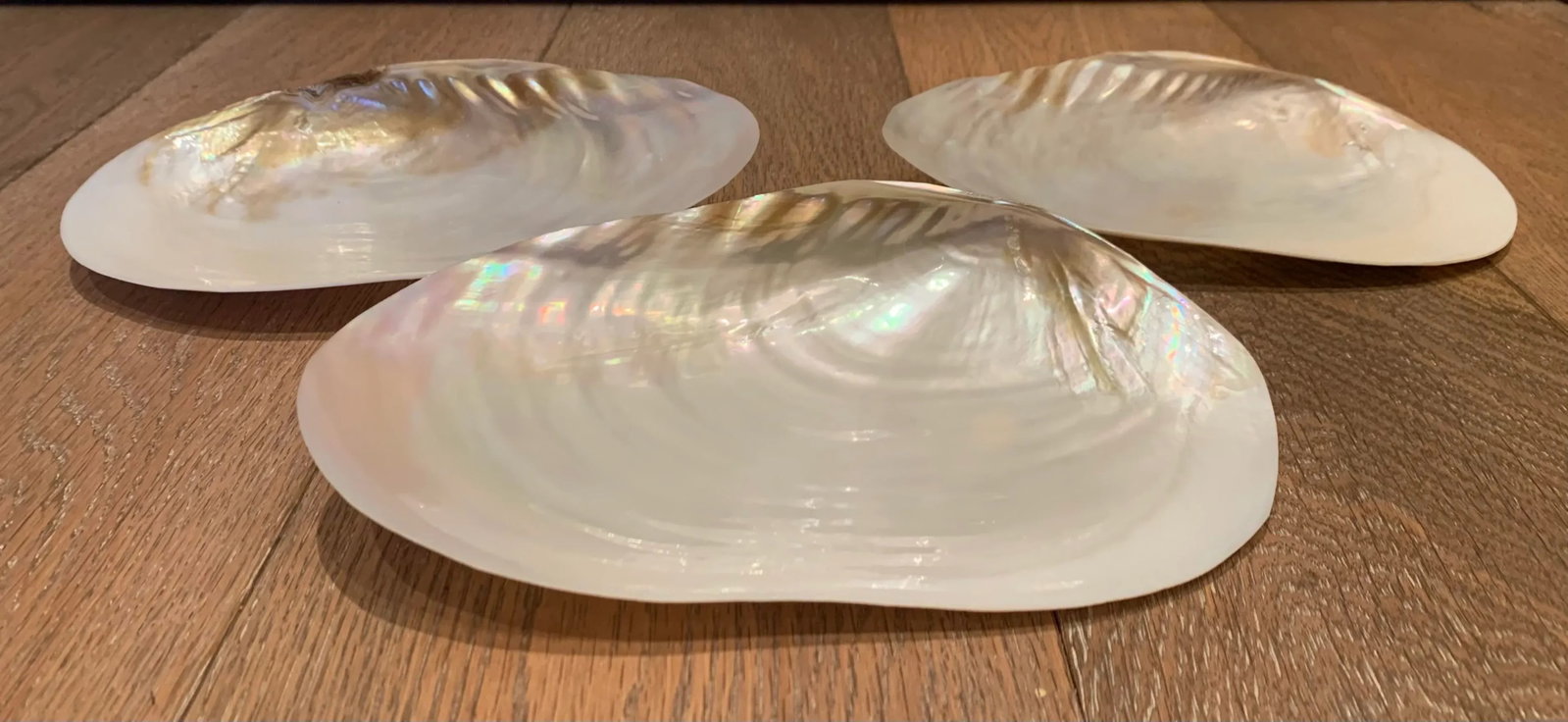 1980s Shell Appetizer Dishes- Set of 3 - 5