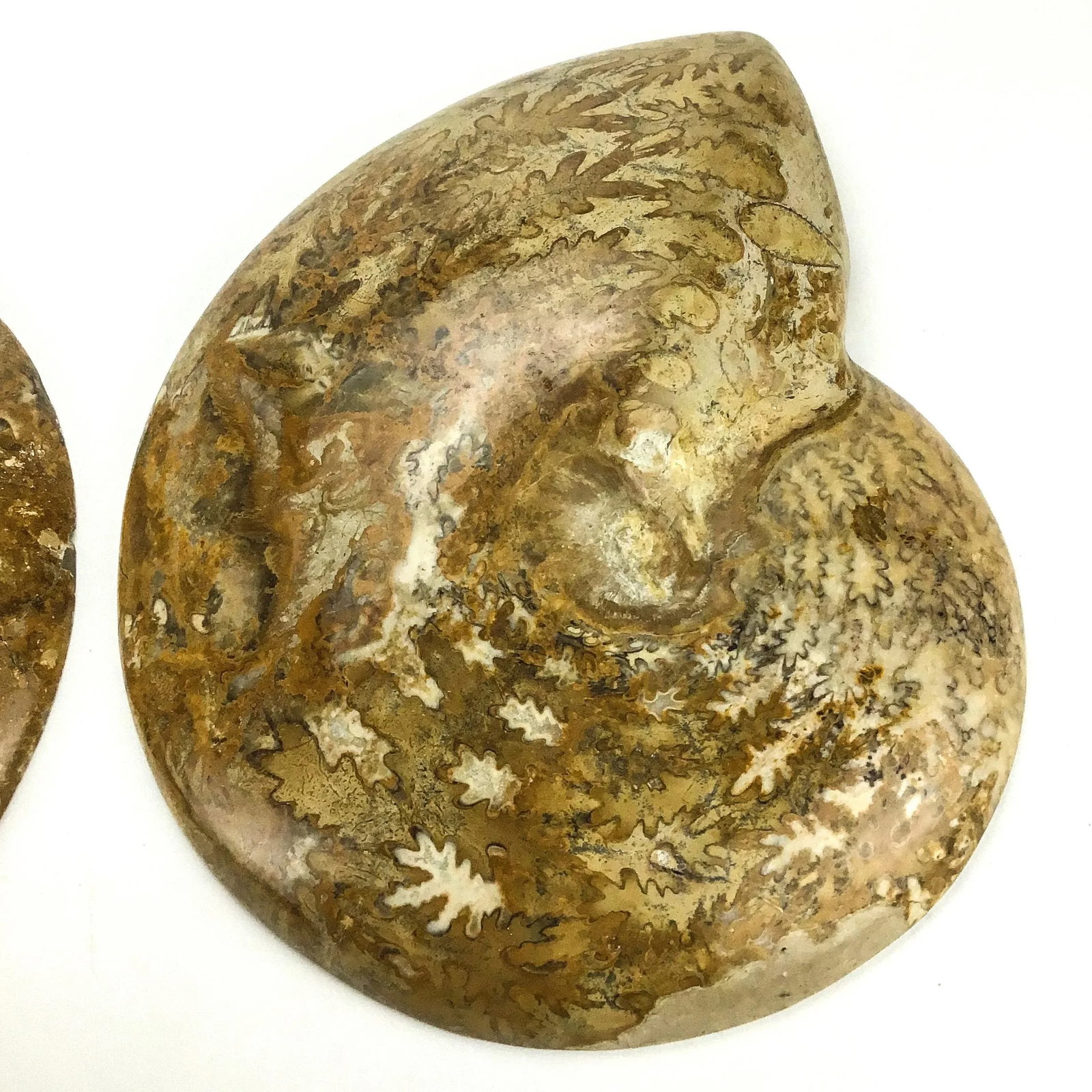 X Large Prehistoric Ammonite Fossil - A Pair - 10