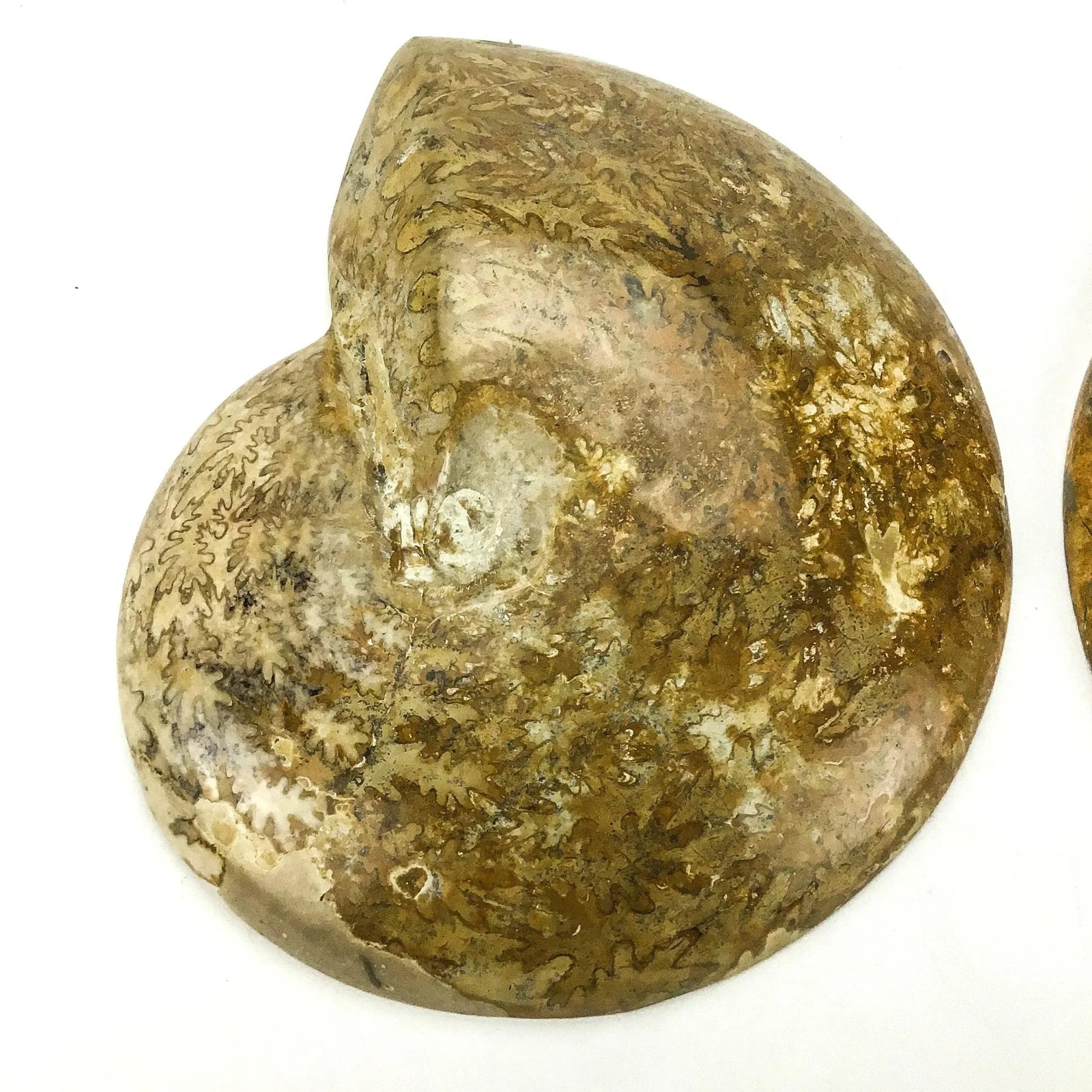 X Large Prehistoric Ammonite Fossil - A Pair - 11