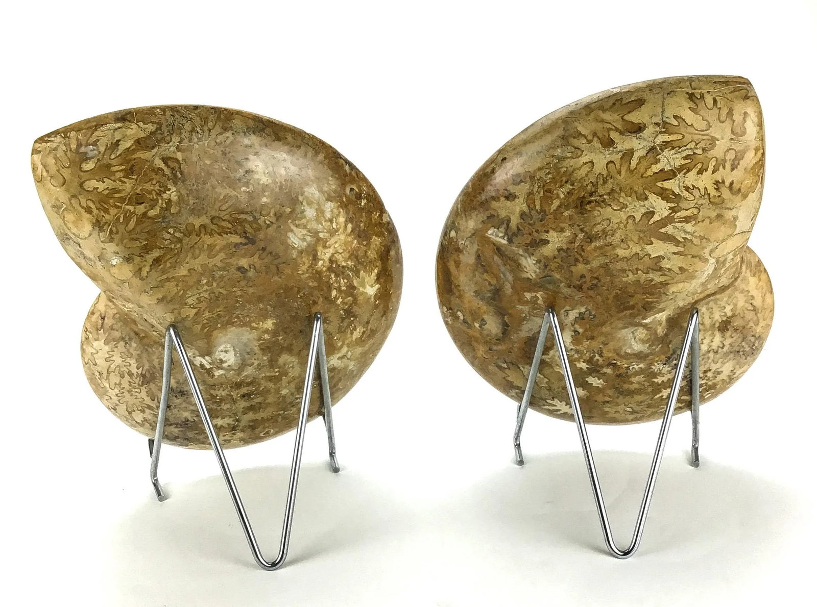 X Large Prehistoric Ammonite Fossil - A Pair - 12