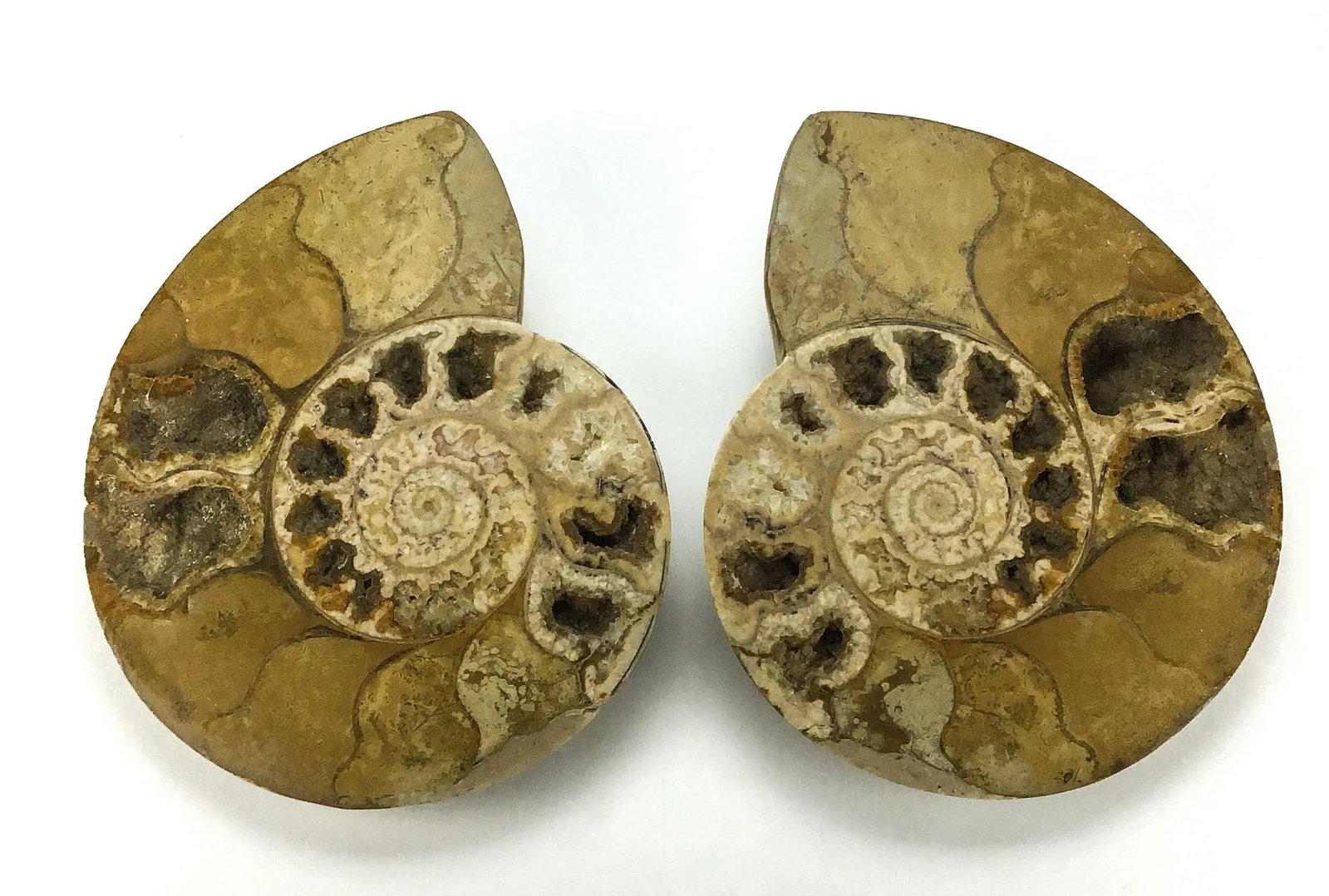 X Large Prehistoric Ammonite Fossil - A Pair - 3