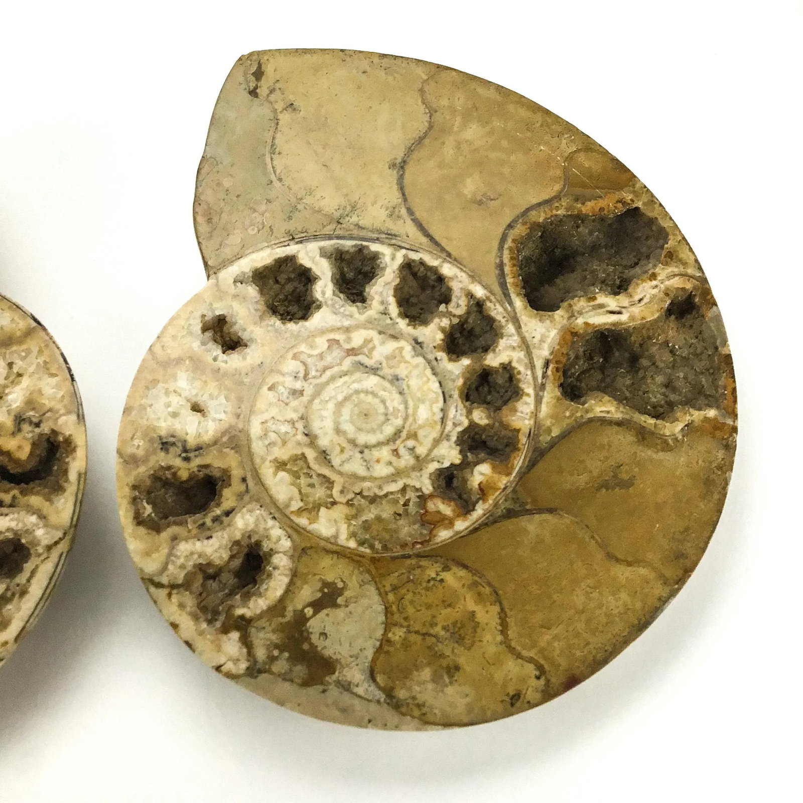 X Large Prehistoric Ammonite Fossil - A Pair - 4