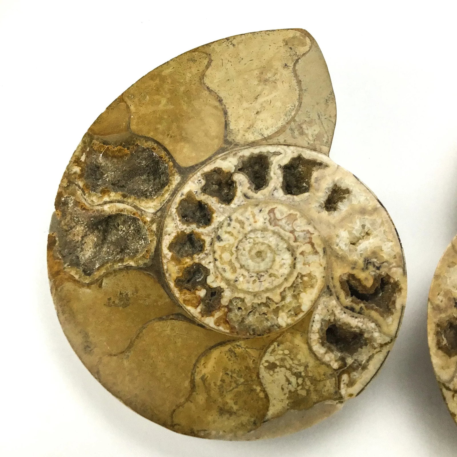 X Large Prehistoric Ammonite Fossil - A Pair - 5