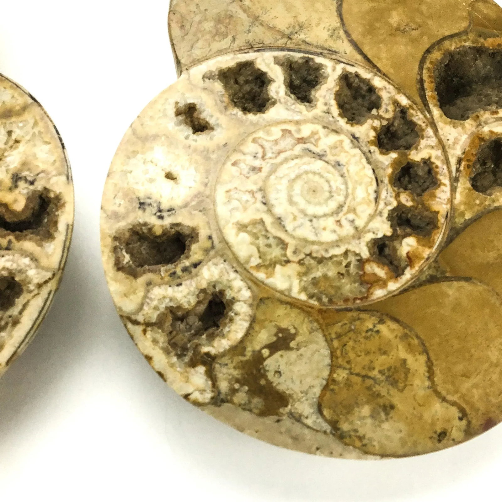 X Large Prehistoric Ammonite Fossil - A Pair - 6