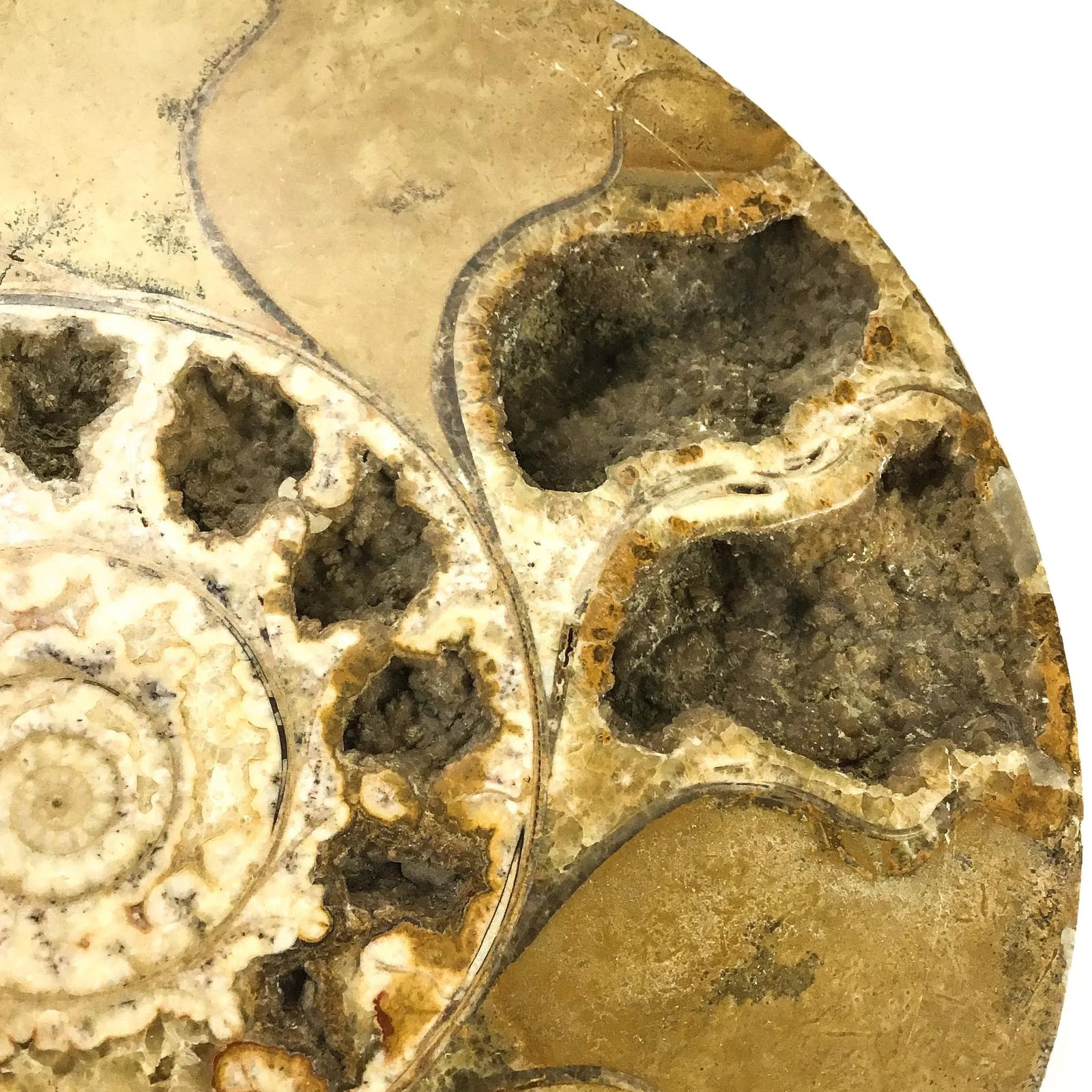 X Large Prehistoric Ammonite Fossil - A Pair - 7