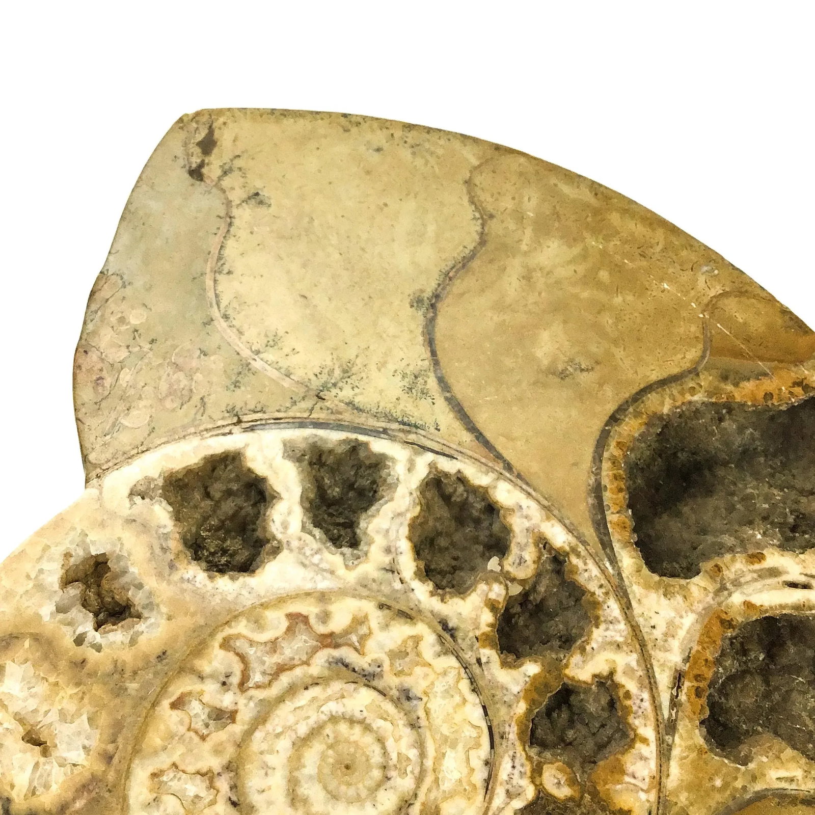 X Large Prehistoric Ammonite Fossil - A Pair - 8