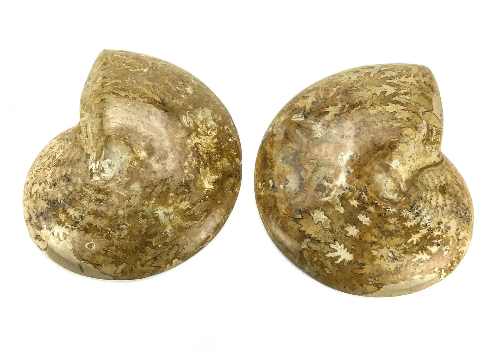 X Large Prehistoric Ammonite Fossil - A Pair - 9