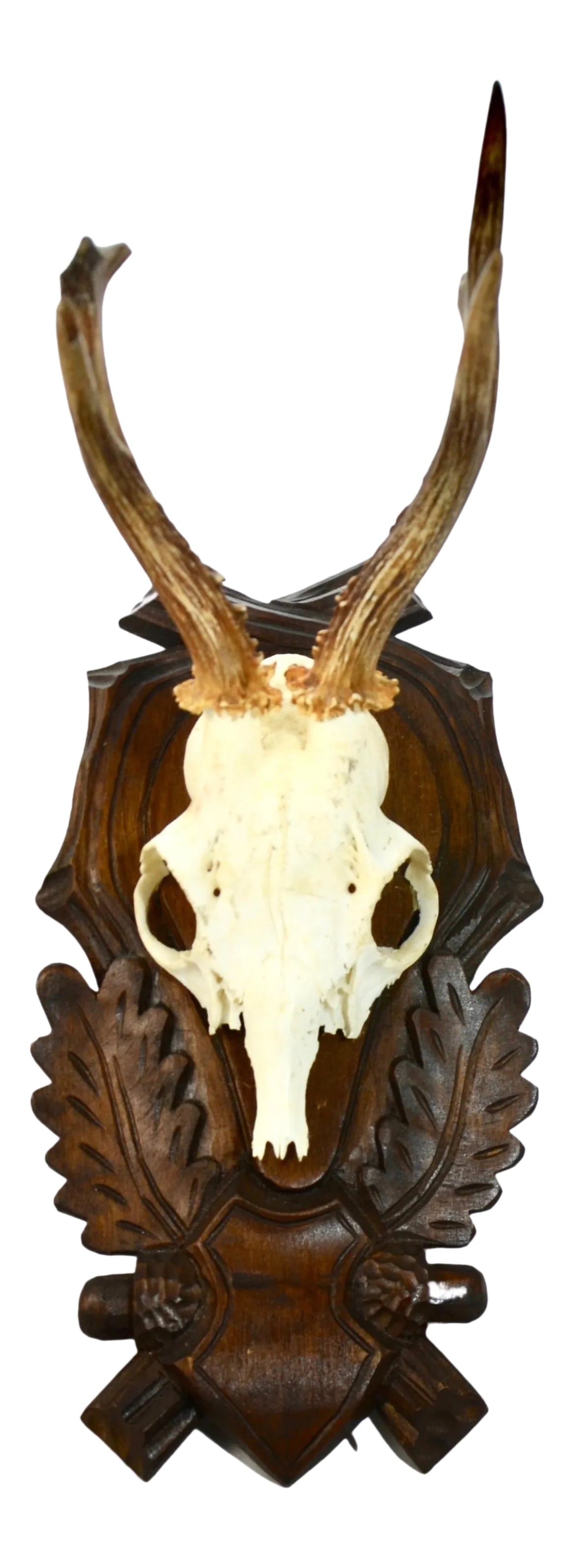 Carved Mount 15" European Roe Buck Antlers (1 of 6)