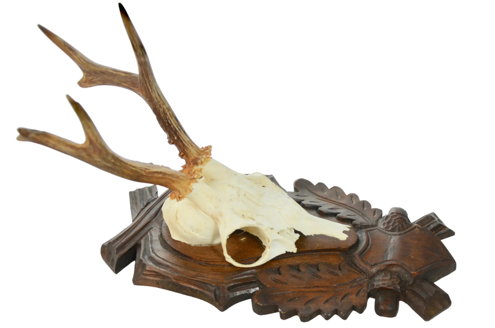 Carved Mount 15" European Roe Buck Antlers - 2