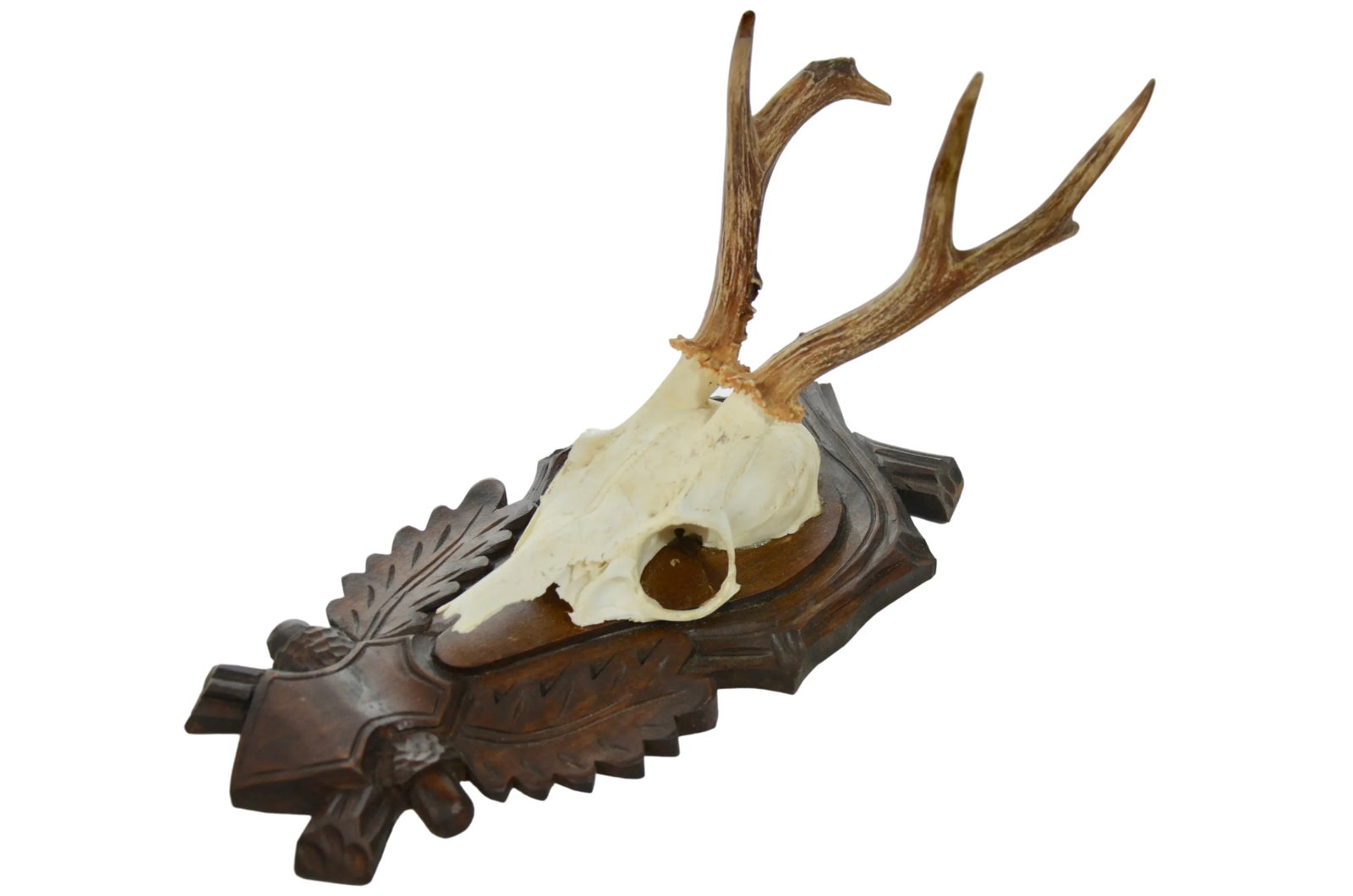 Carved Mount 15" European Roe Buck Antlers - 3