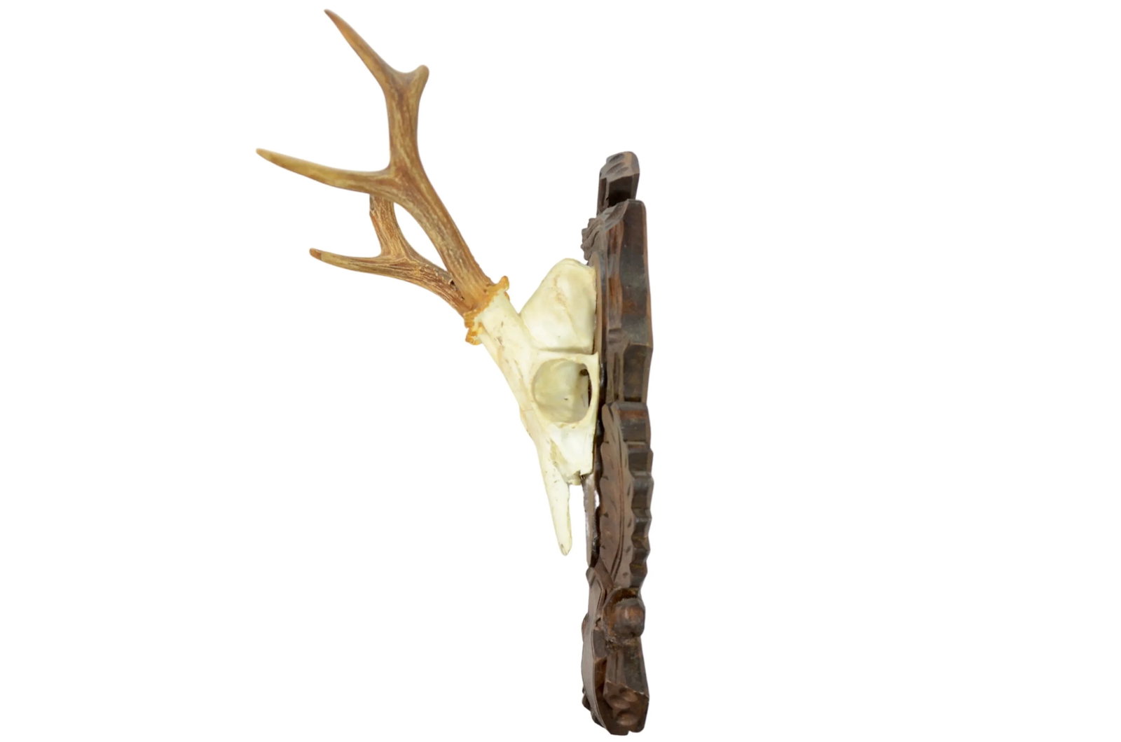 Carved Mount 15" European Roe Buck Antlers - 4
