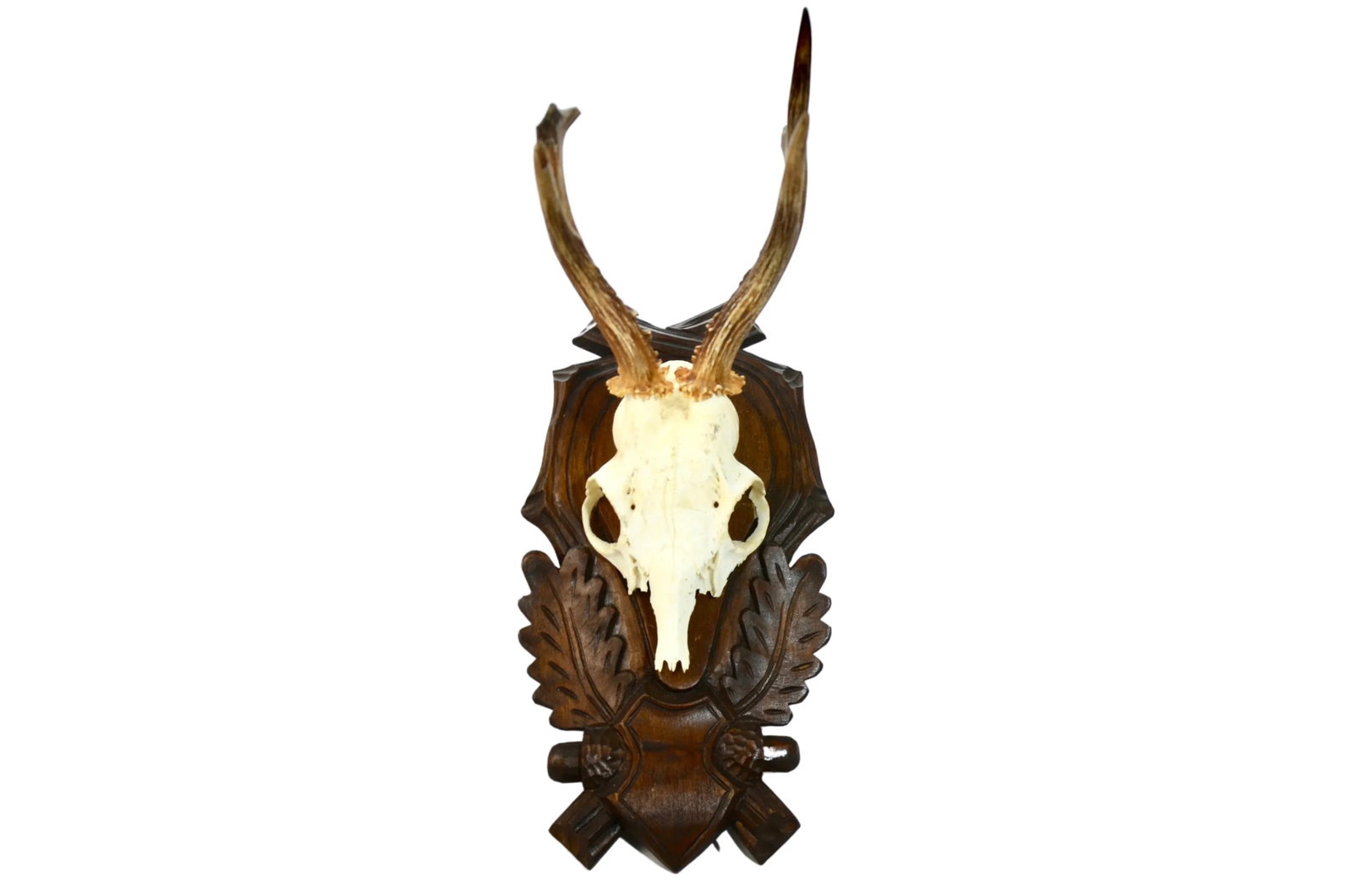 Carved Mount 15" European Roe Buck Antlers - 6