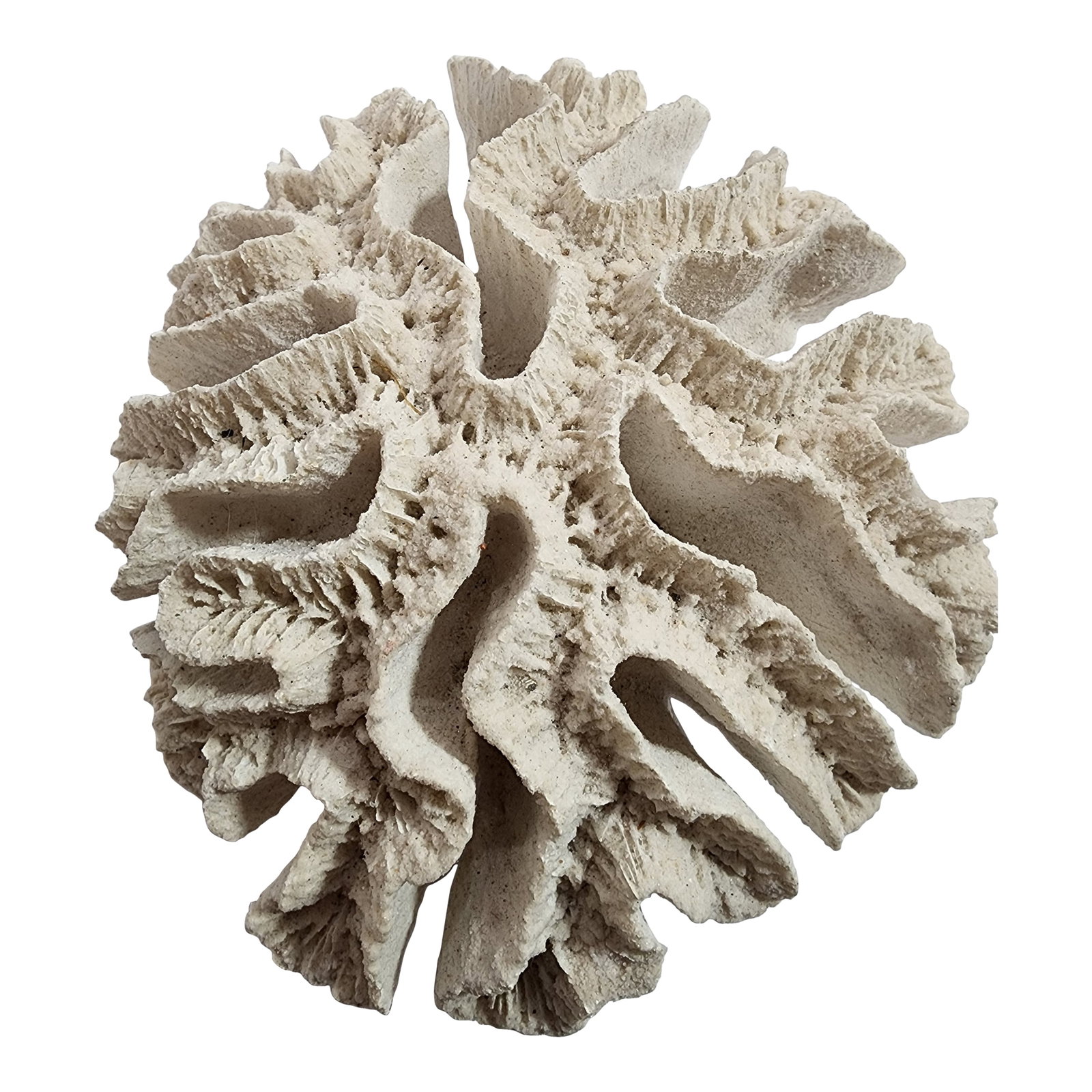 Antique Natural Brain Coral Specimen: HOME INSPIRATIONS IS PROUE TO OFFER this Large size with beautiful proportions. If you collect sea treasures this is for you! Condition: Alterations: Original Condition Unaltered Imperfections: Some