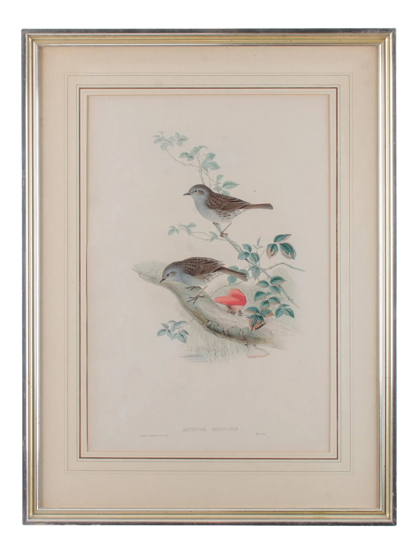 Gould Accentor Modularis (1 of 8)