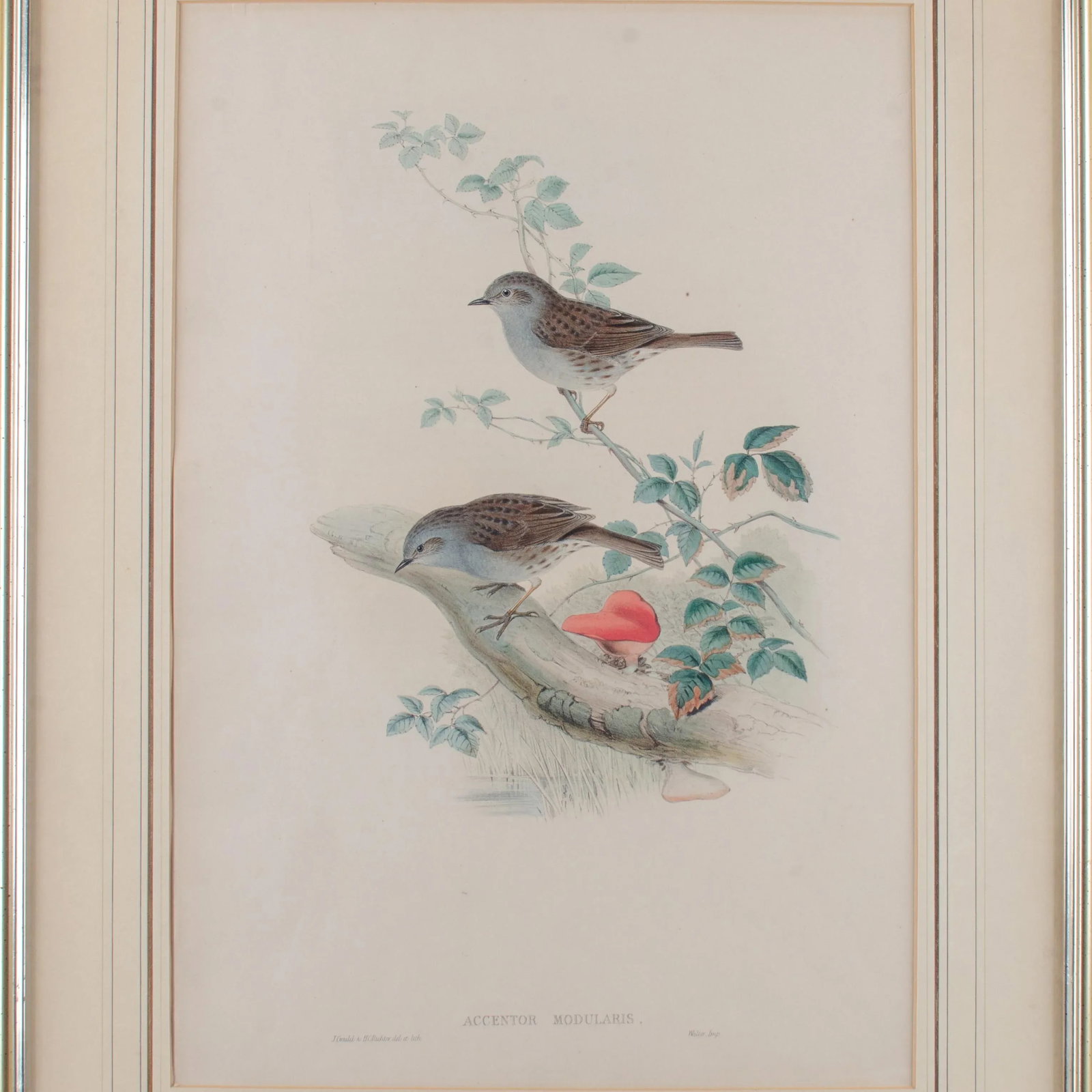 Gould Accentor Modularis - 2