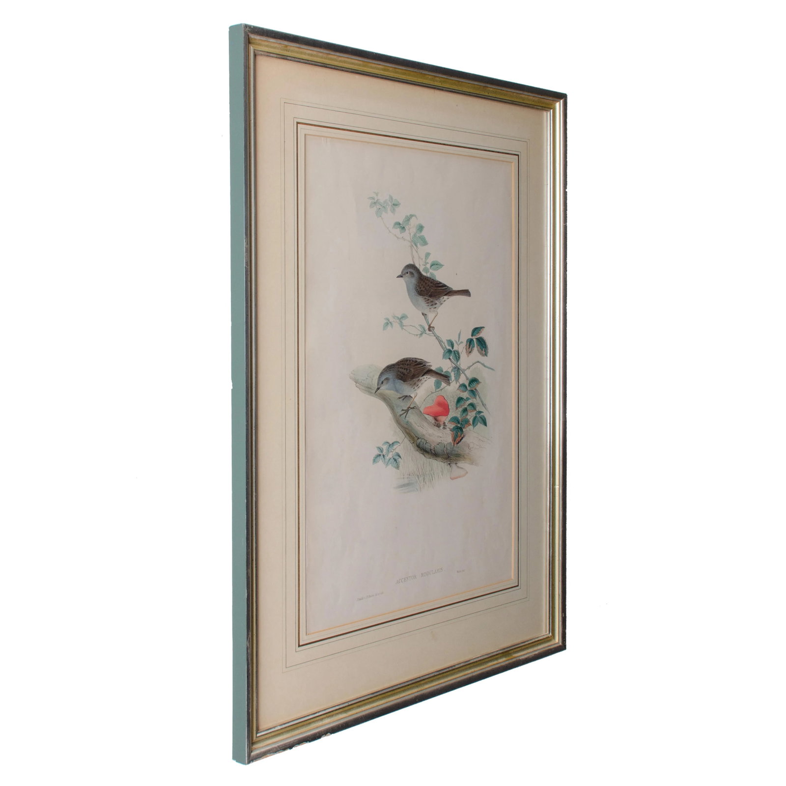 Gould Accentor Modularis - 3