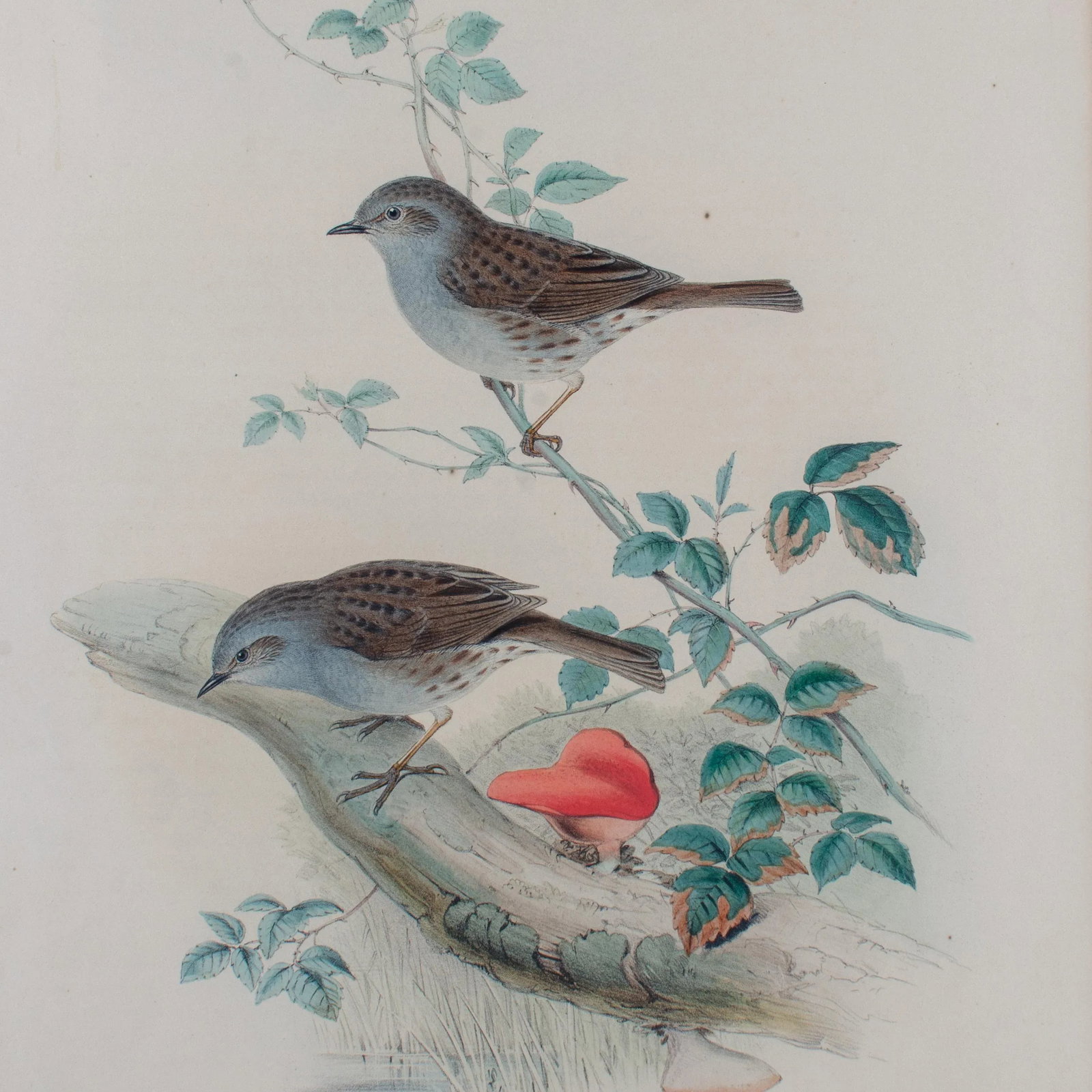 Gould Accentor Modularis - 5