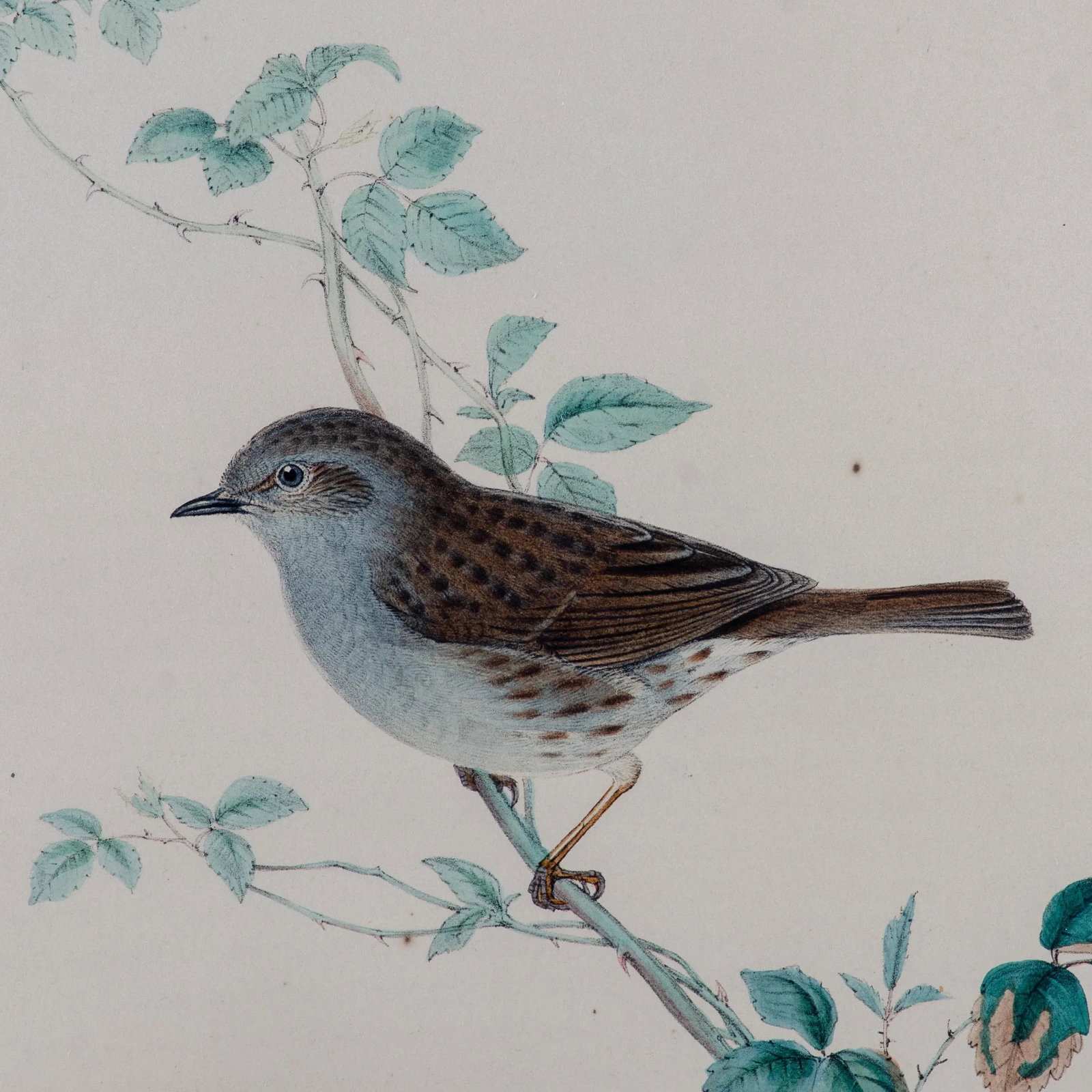 Gould Accentor Modularis - 6