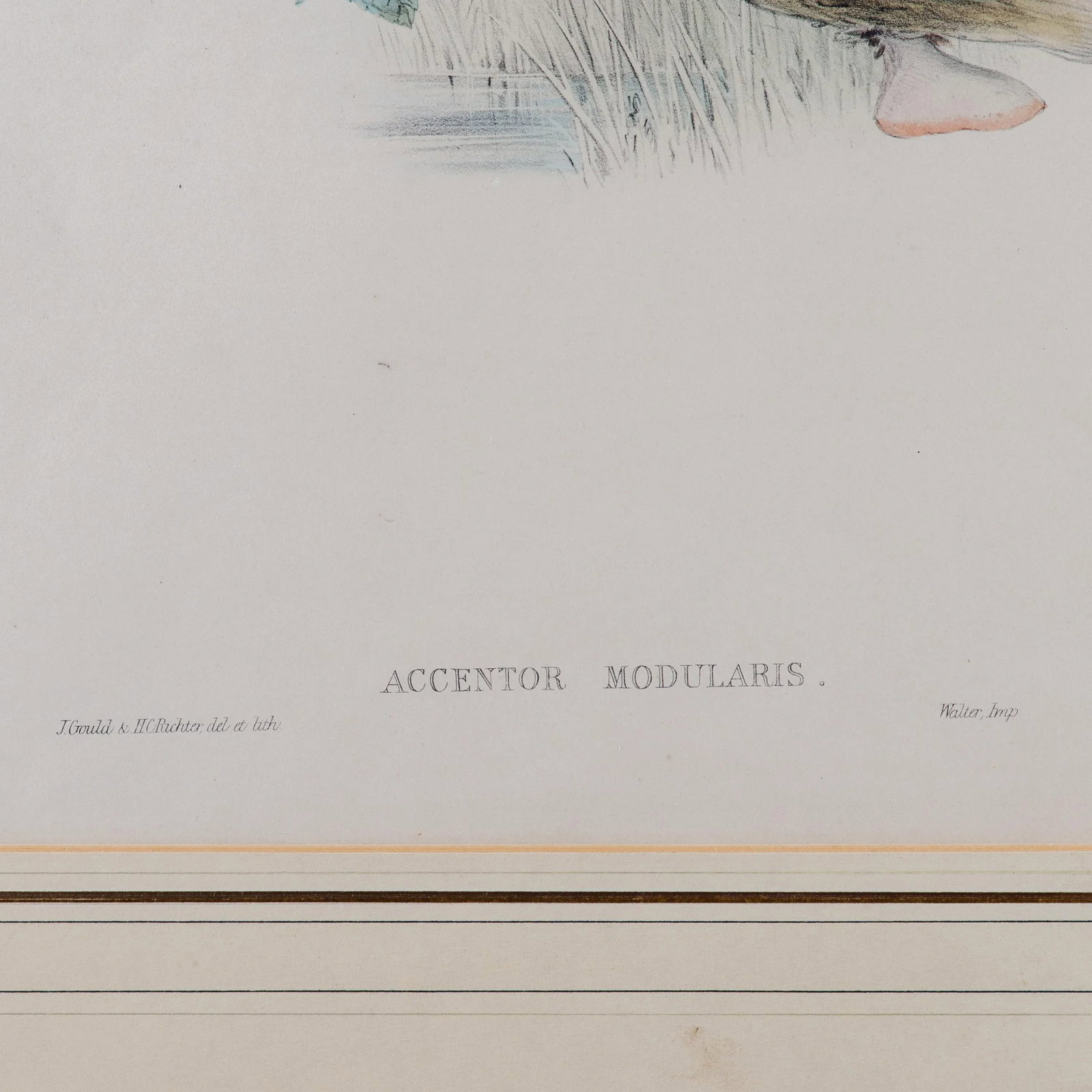 Gould Accentor Modularis - 7