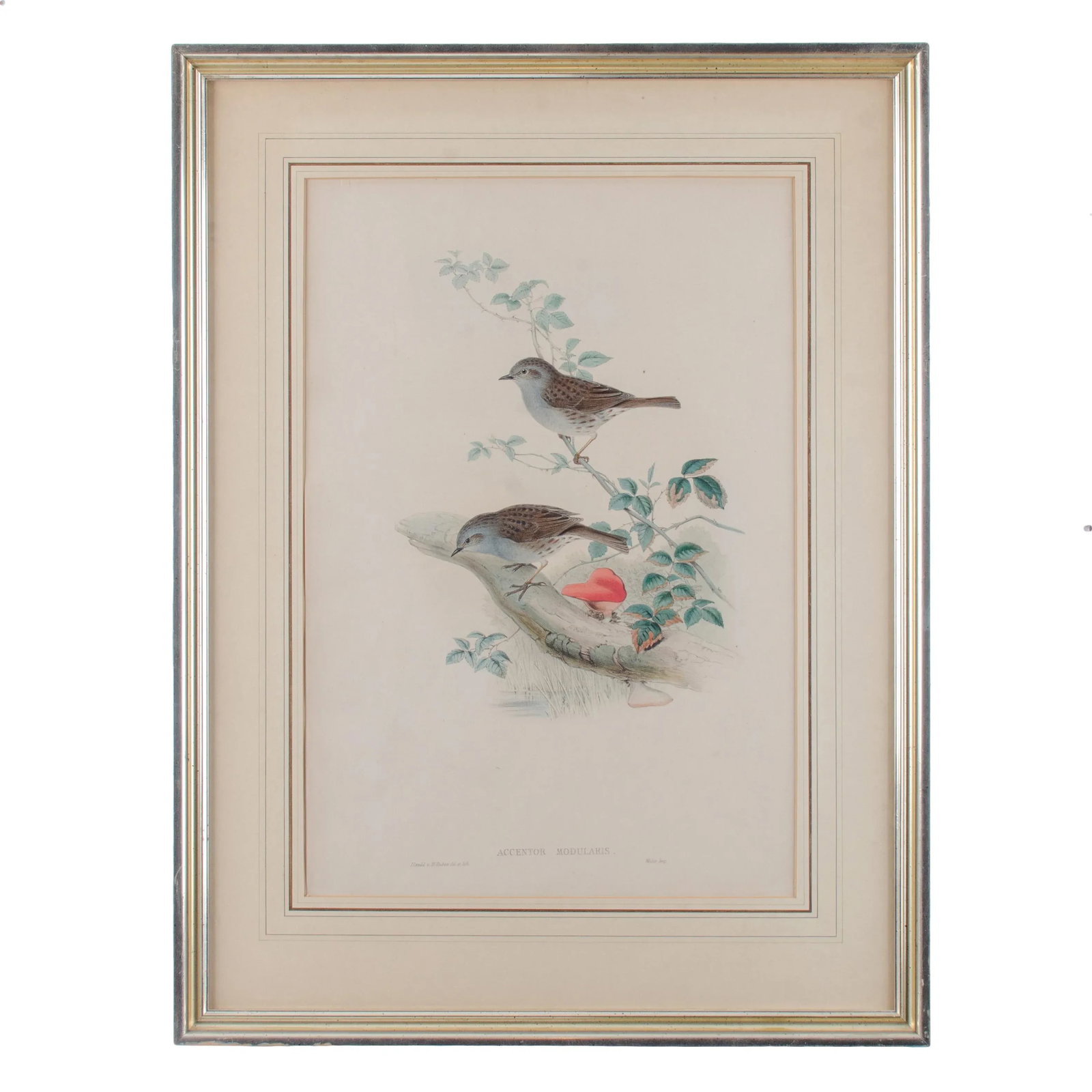 Gould Accentor Modularis - 8