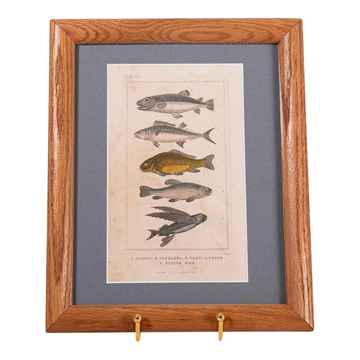 Late 19th Century British Hand Colored Natural History Engraving Fish (C. 1880s): A charming late 19th-century British natural history engraving, beautifully hand-colored and dating to the 1880s. Featuring an array of fish rendered with remarkable accuracy and delicate color, this 