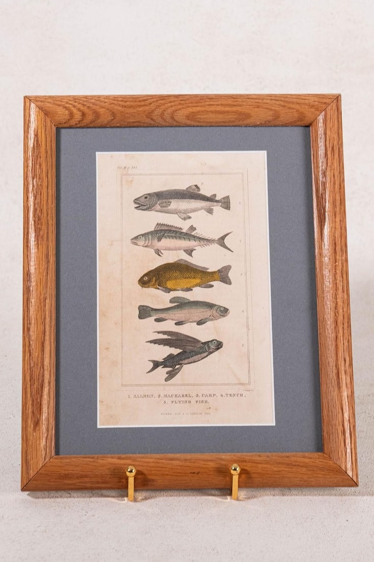 Late 19th Century British Hand Colored Natural History Engraving Fish (C. 1880s) - 2