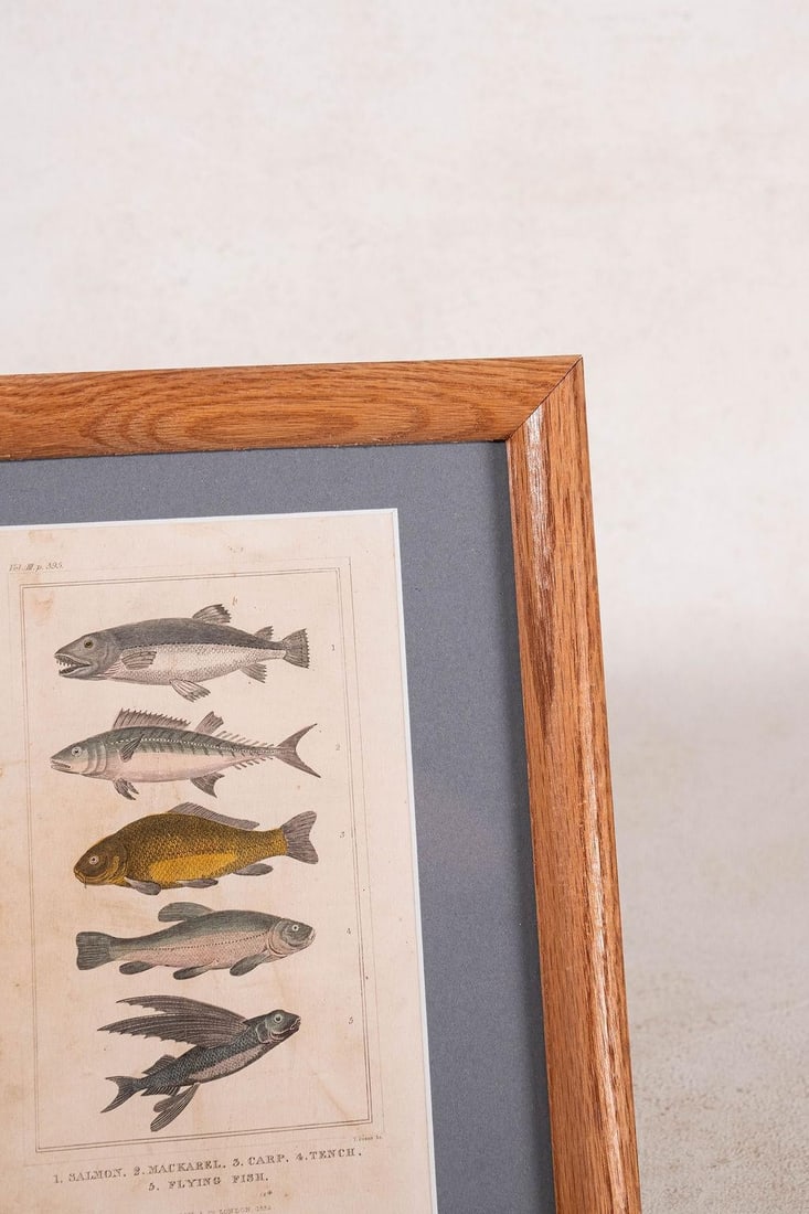 Late 19th Century British Hand Colored Natural History Engraving Fish (C. 1880s) - 3