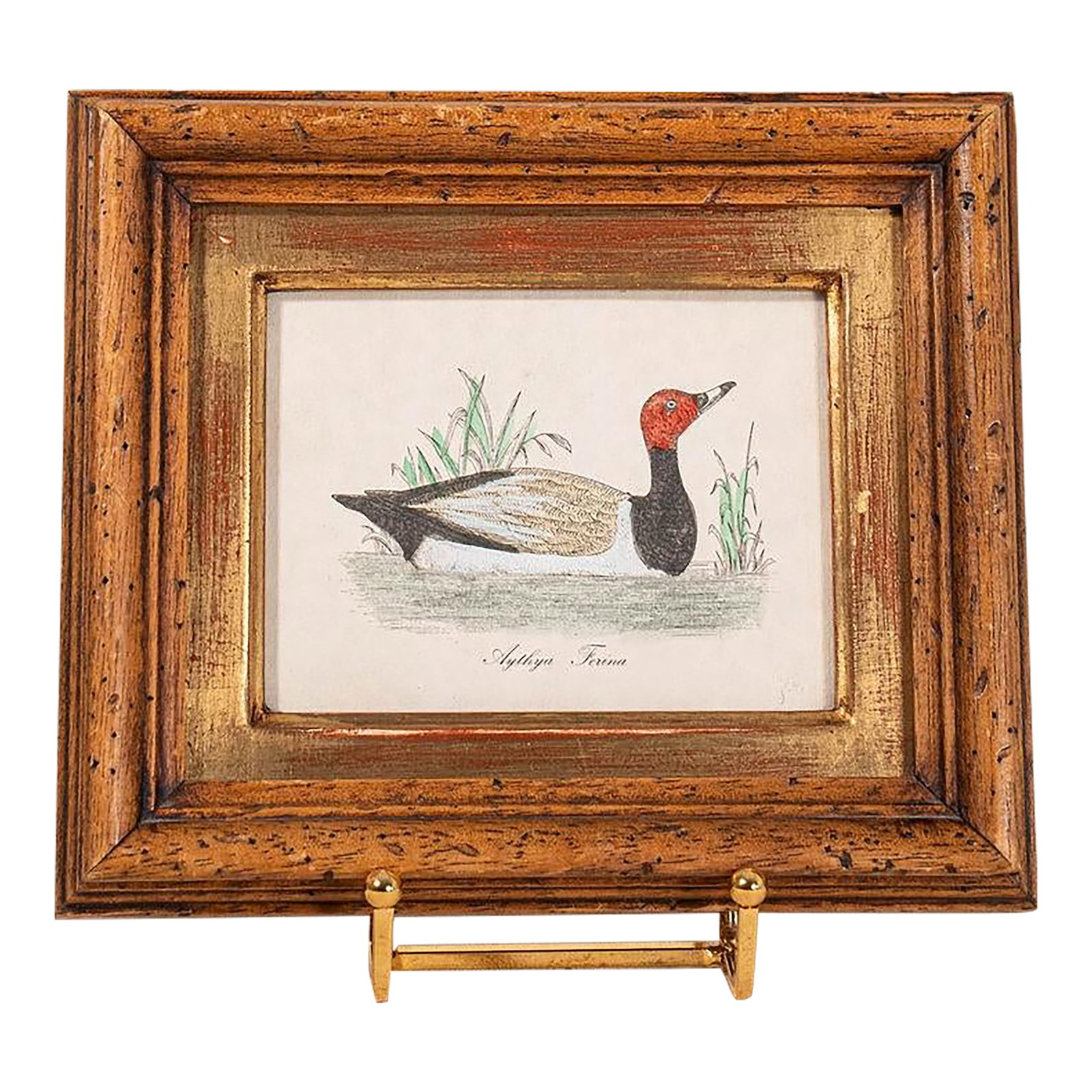 Antique Hand Colored Duck Engraving in Vintage Oak Frame: Antique hand-colored duck engraving presented in a vintage oak frame. Condition: Alterations: Original Condition Unaltered Imperfections: Some Imperfections Condition Notes: CONDITION NOTE Patina and 