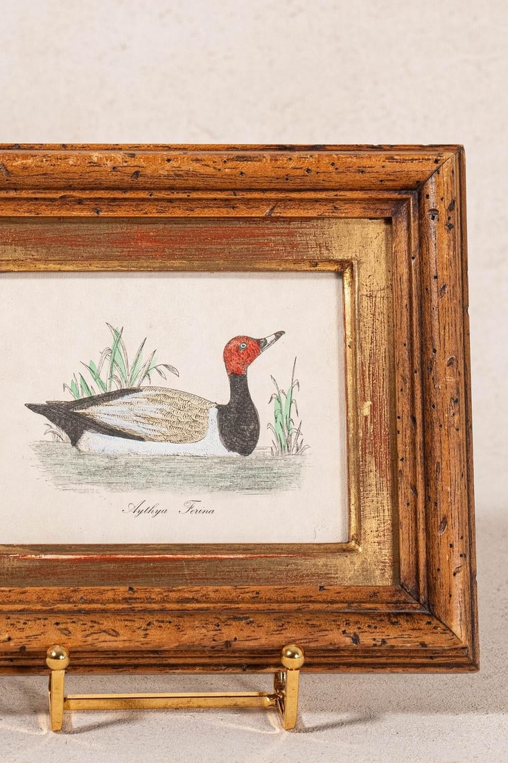 Antique Hand Colored Duck Engraving in Vintage Oak Frame - 2