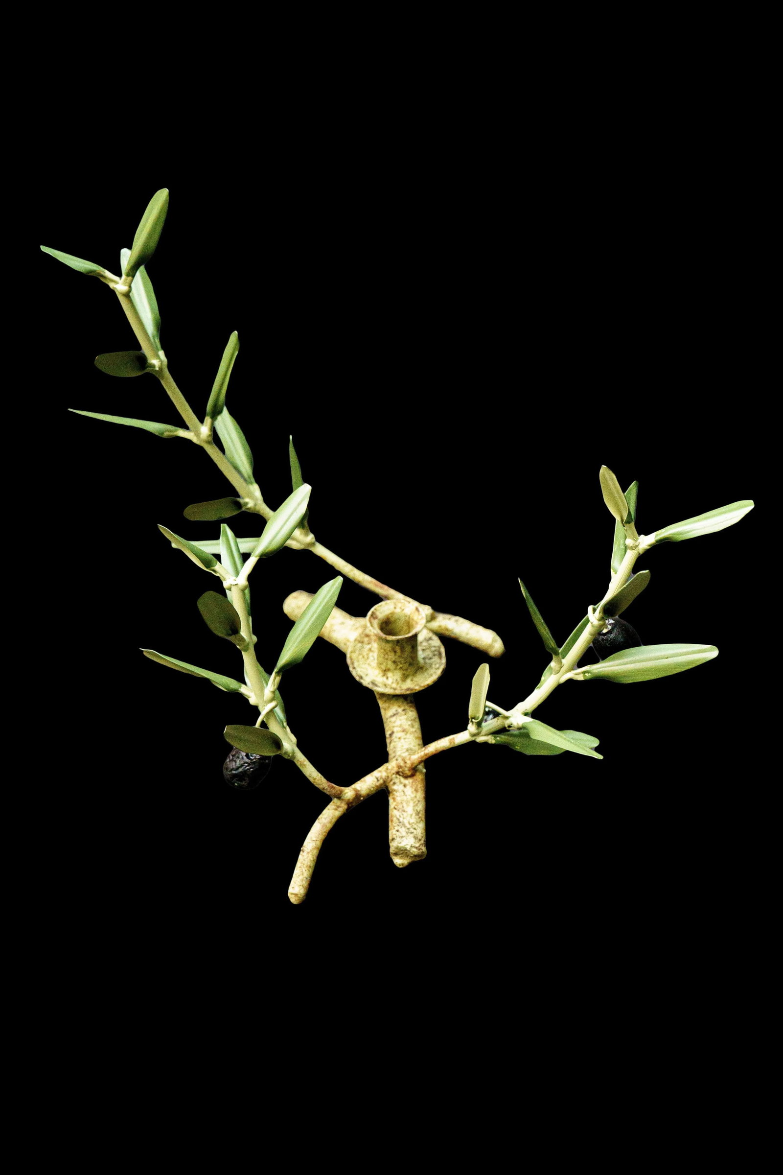 Handmade Olive Branch Candle Holder from Provence - 4