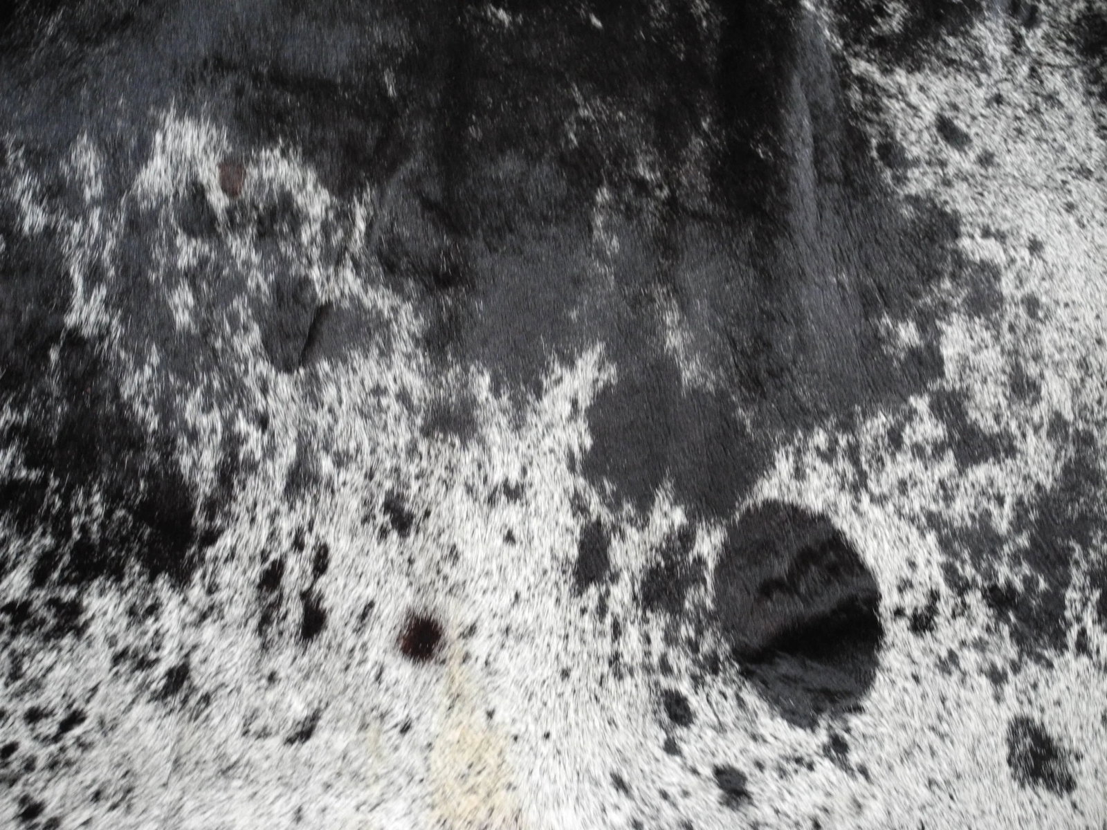 Salt and Pepper Leather Cowhide With Black and White Spots From Brazil - 4
