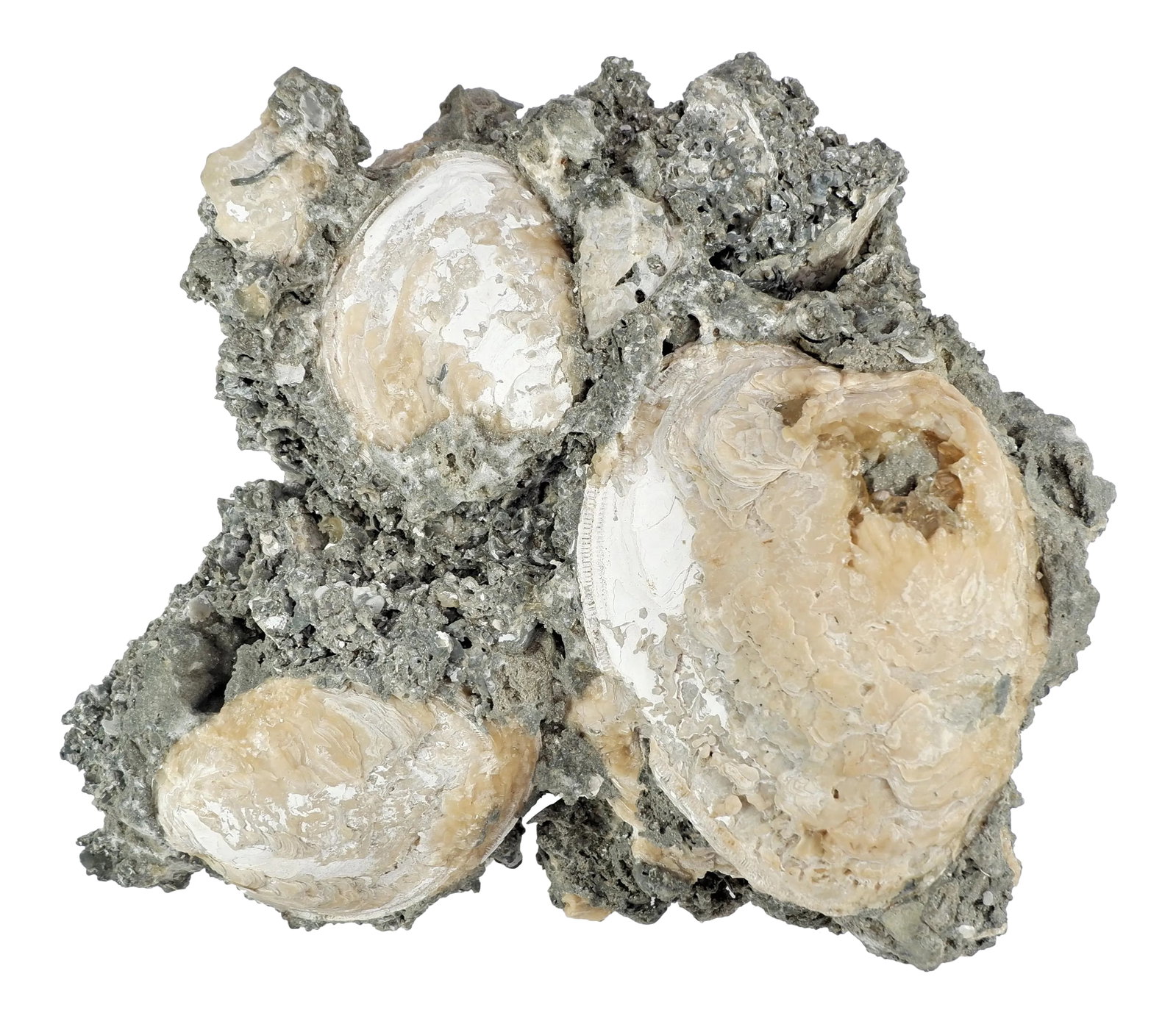 Cluster Fossil Clams Mercenaria Permagna (1 of 5)
