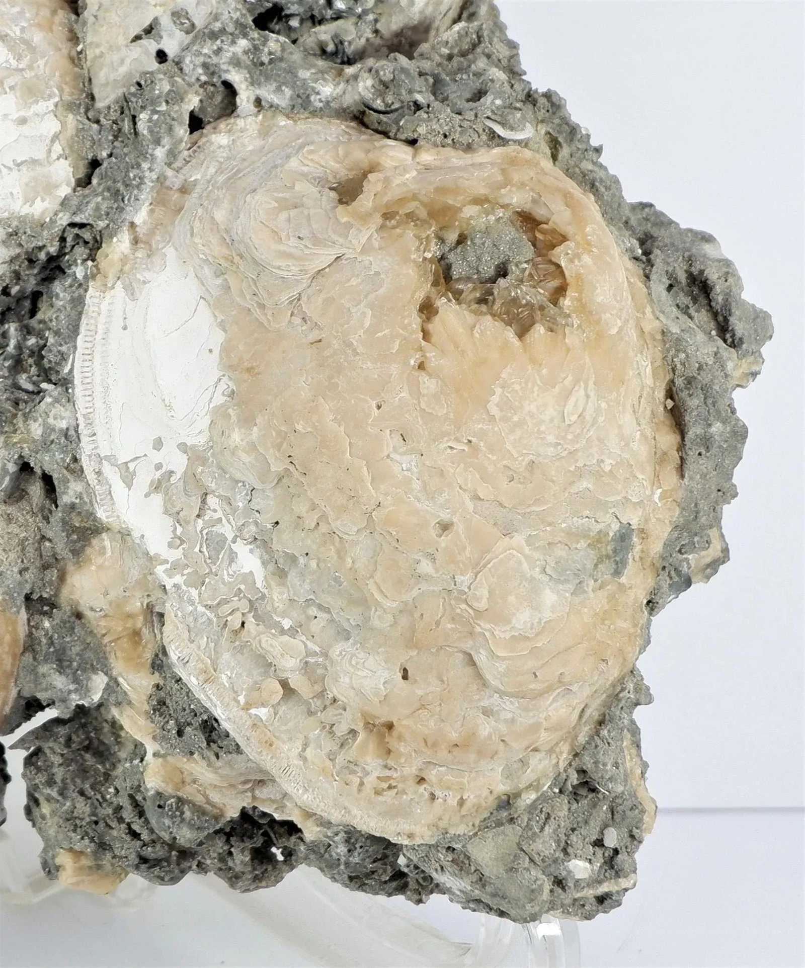 Cluster Fossil Clams Mercenaria Permagna - 2