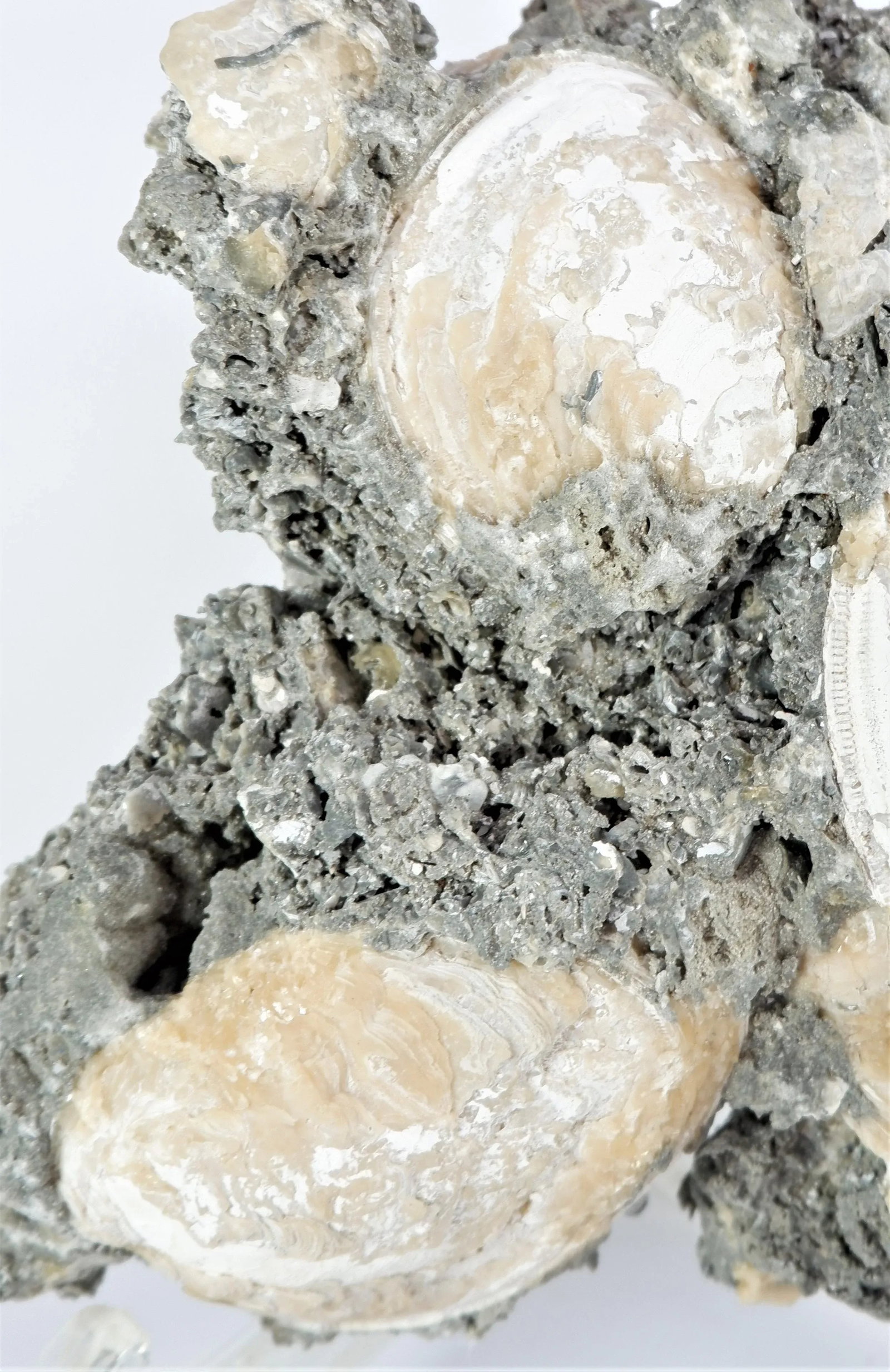 Cluster Fossil Clams Mercenaria Permagna - 3