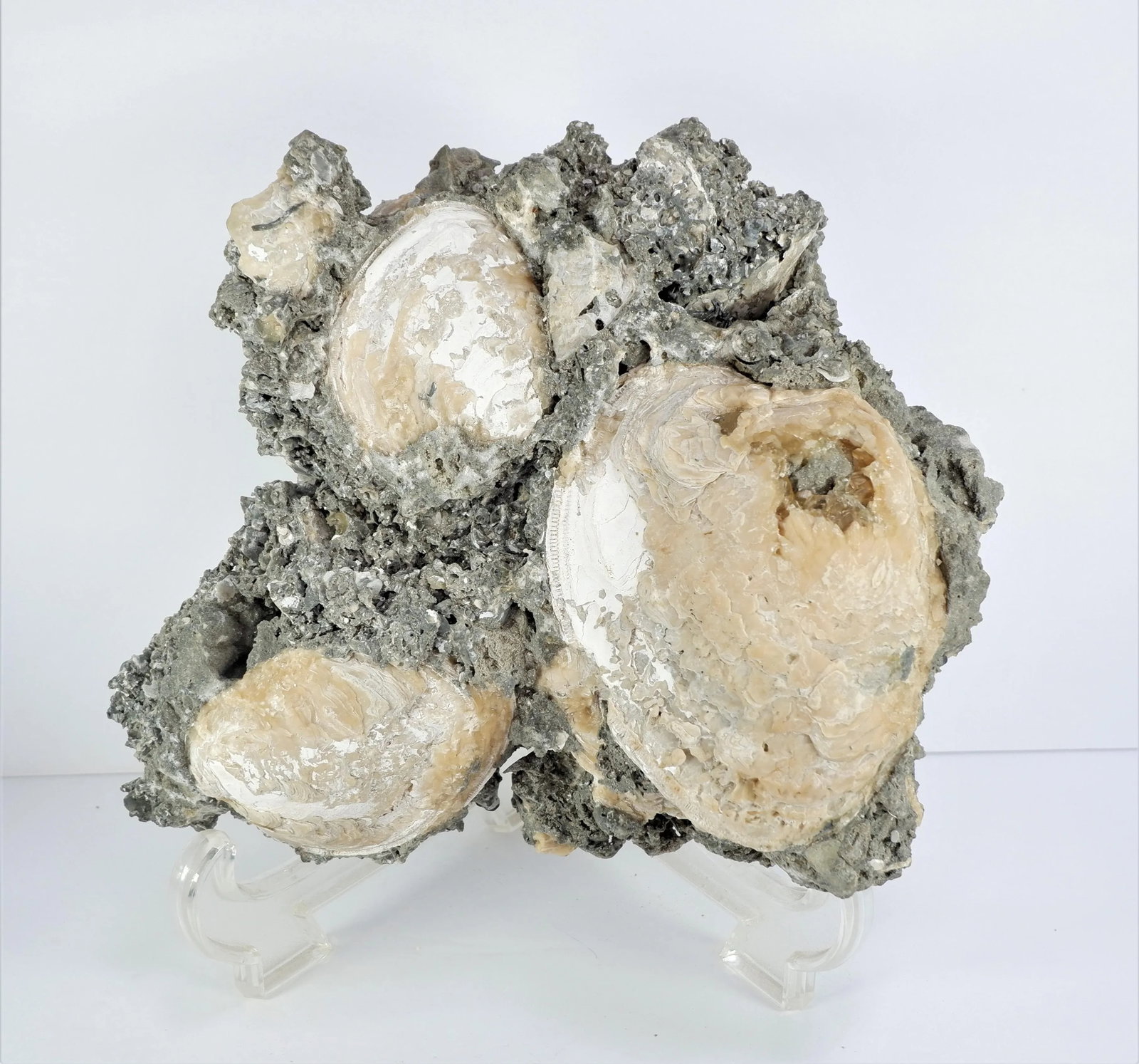 Cluster Fossil Clams Mercenaria Permagna - 5