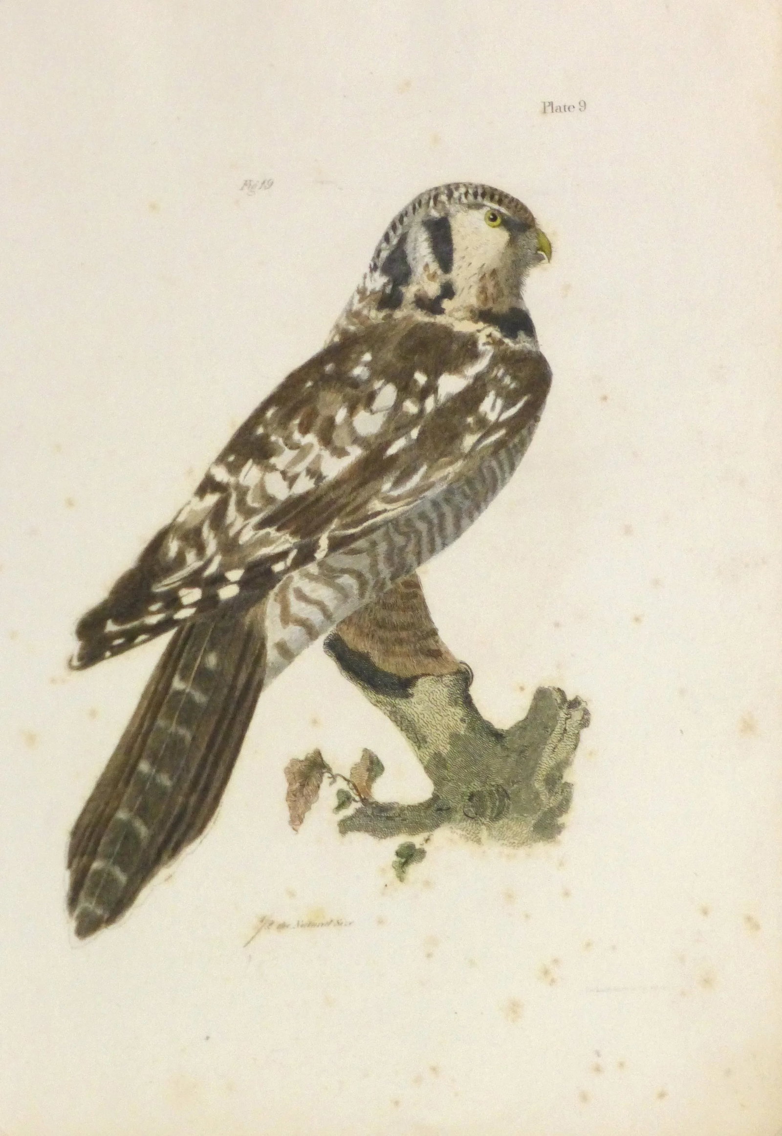 Antique 1850s Bird of Prey Engraving Print: Hand-colored engraving of a striking brown and white falcon. By Packard, circa 1850. Displayed on a white mat with a gold border and fits a standard-size frame. Archival plastic sleeve and Certificate