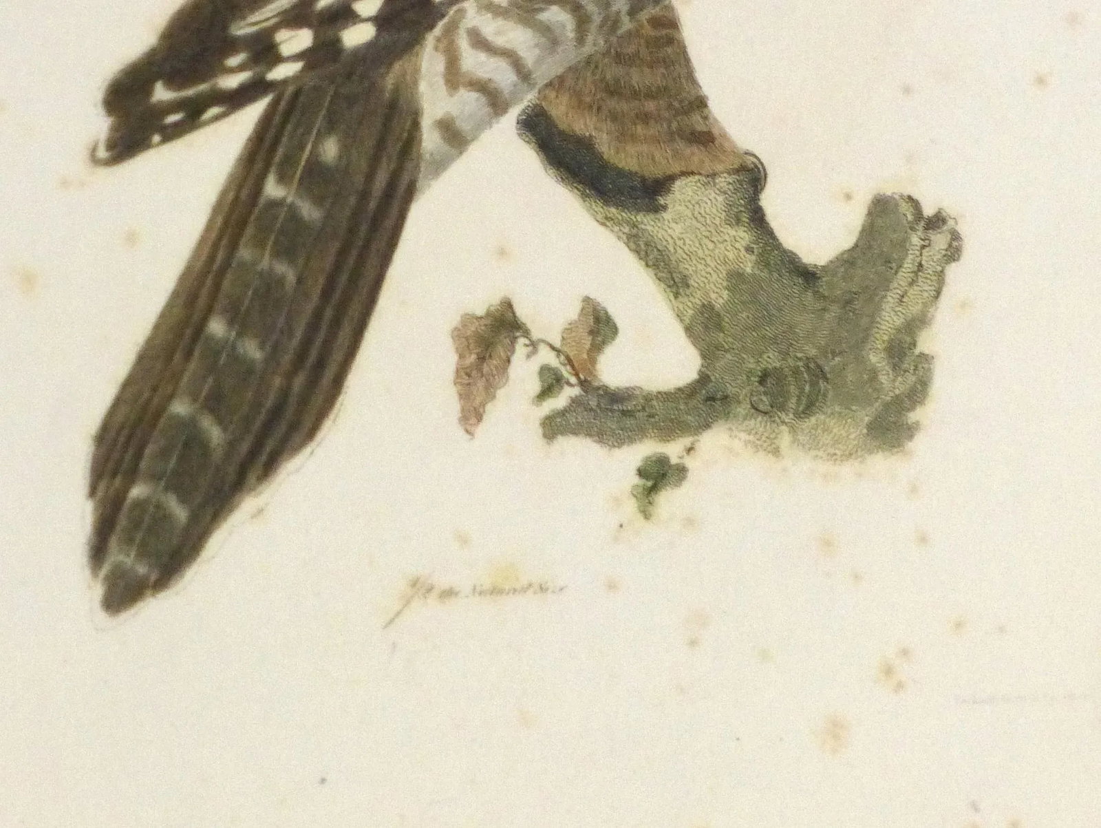 Antique 1850s Bird of Prey Engraving Print - 3
