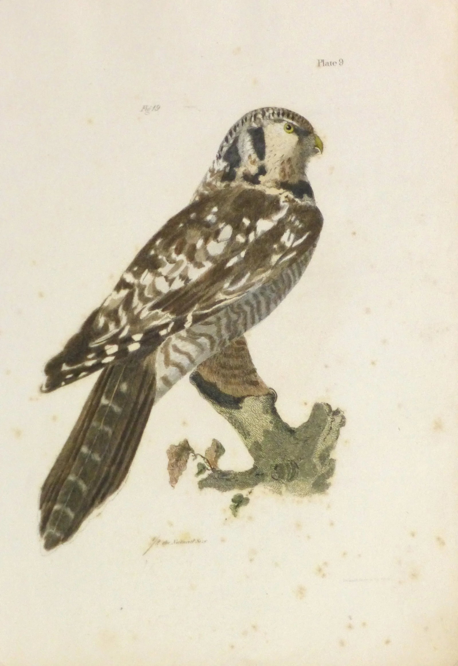Antique 1850s Bird of Prey Engraving Print - 5